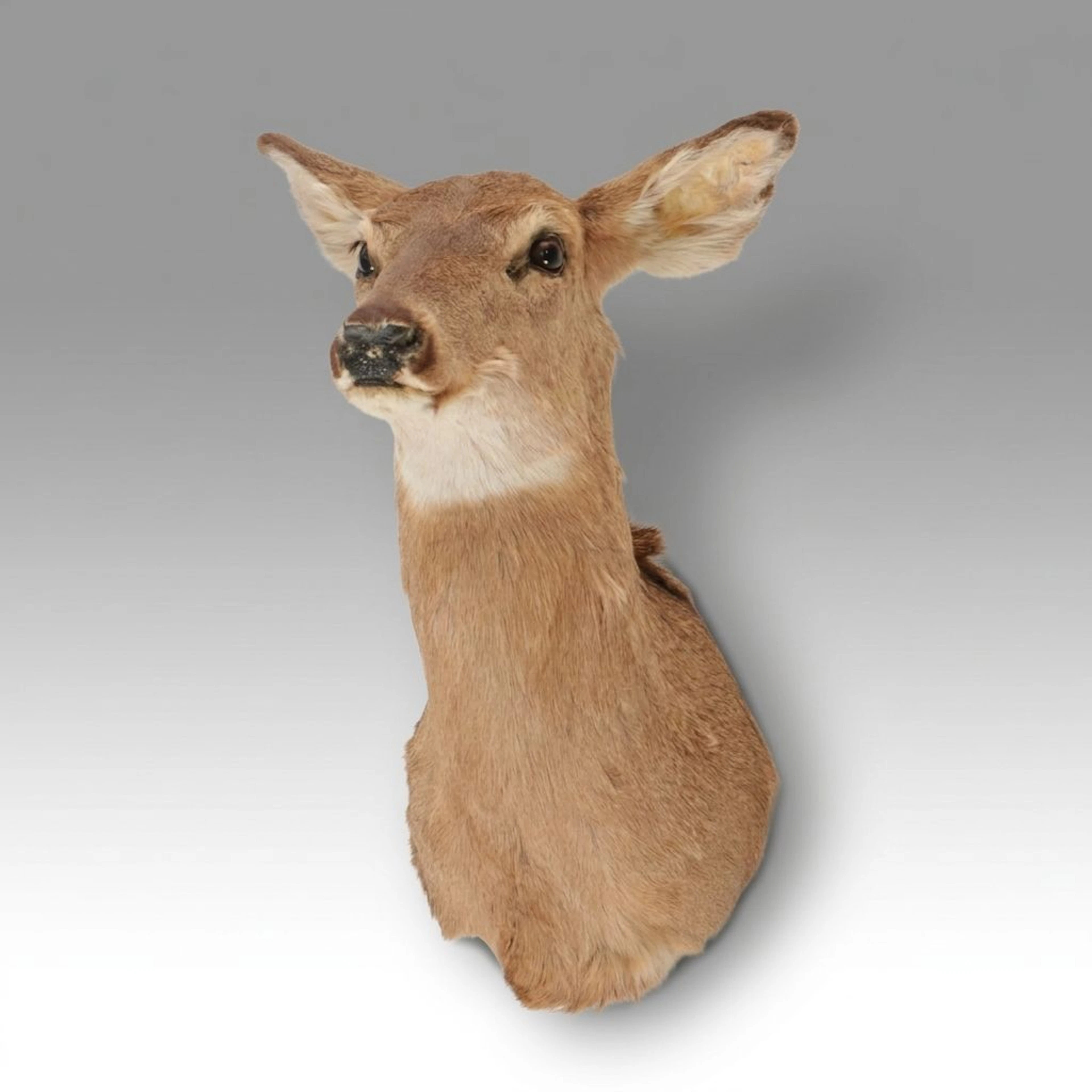 Taxidermy Shoulder Mount of White Tailed Deer Doe