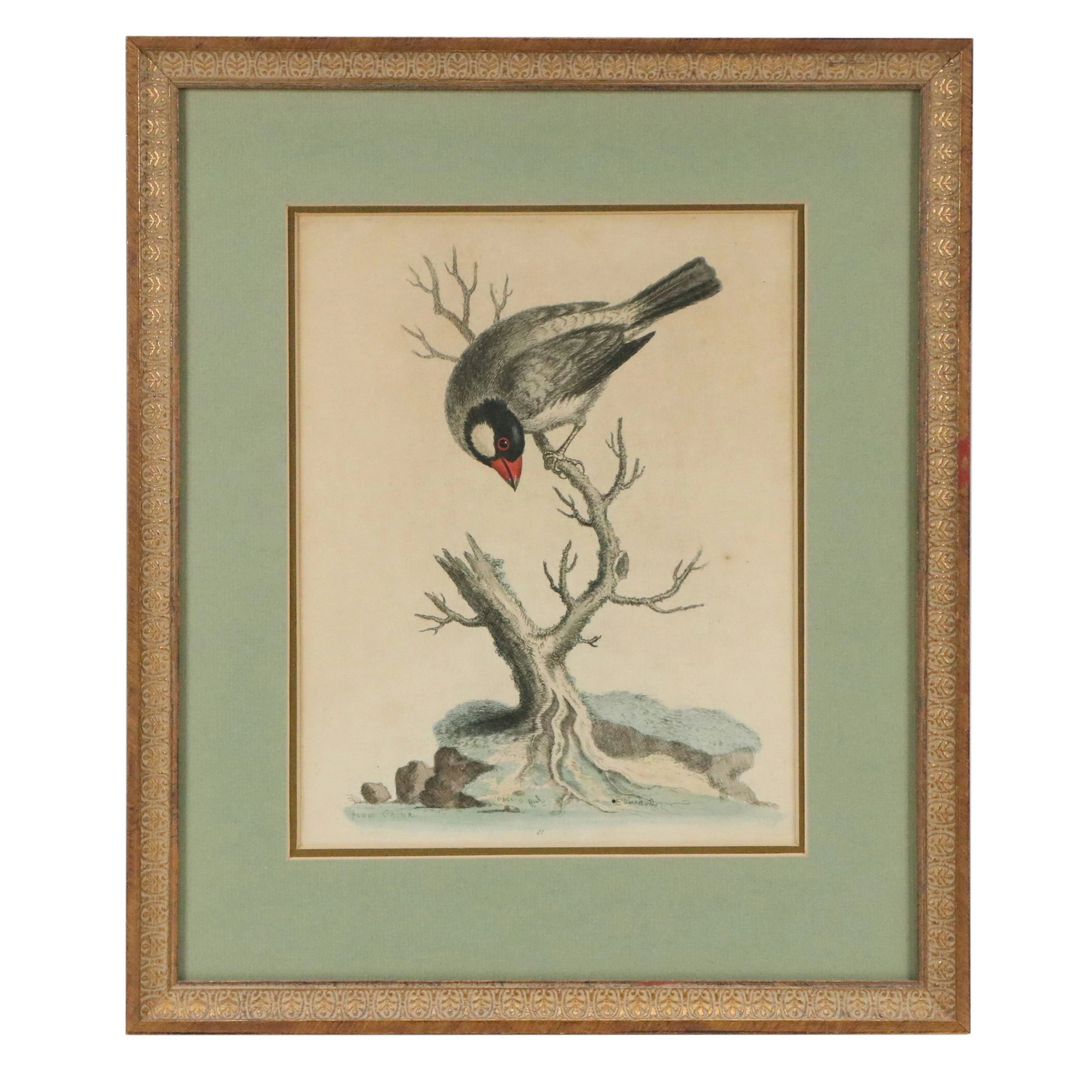 After George Edwards Ornithological Hand-Colored Engraving of Sparrow, 18th C.