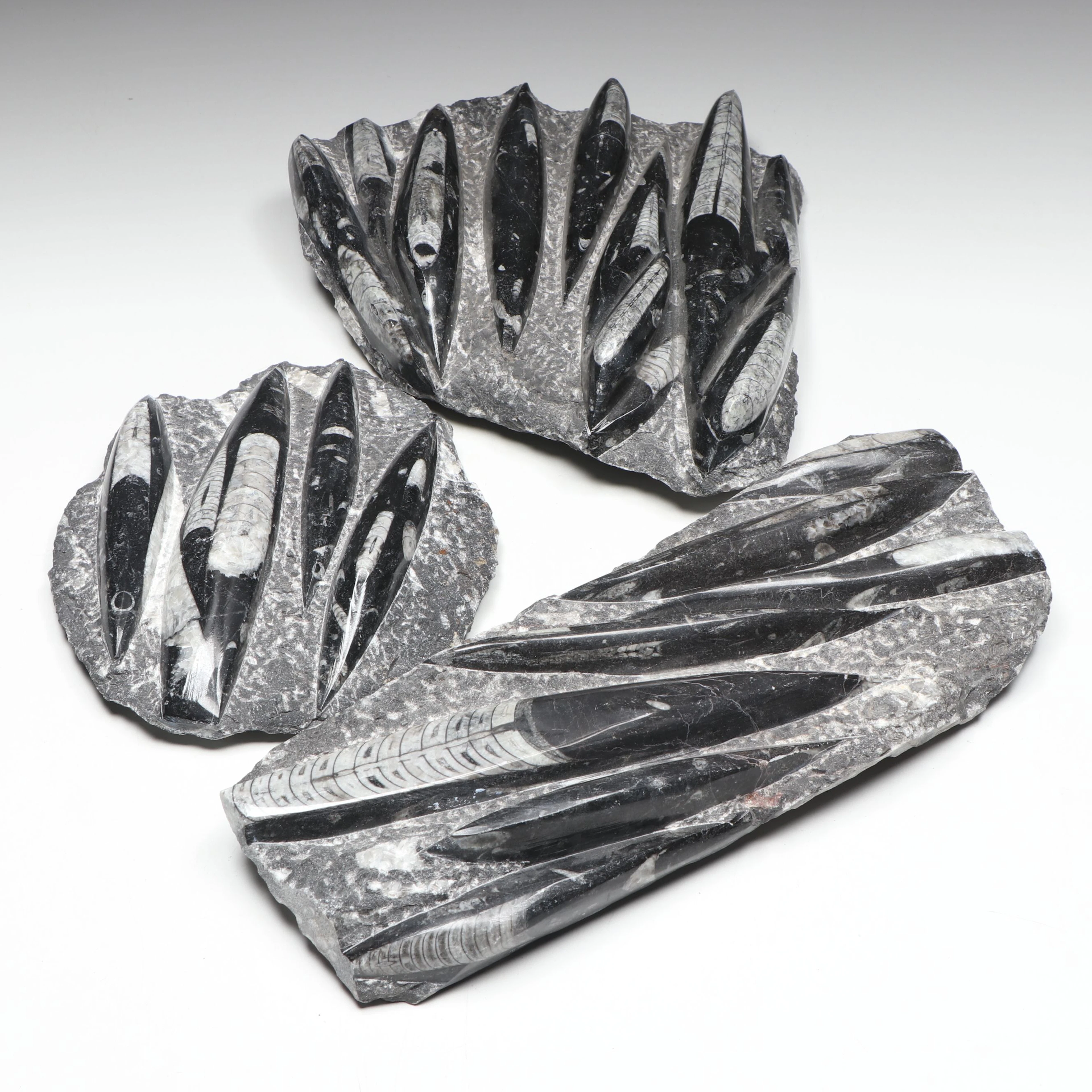 Carved and Polished Fossil Orthocones in Matrix
