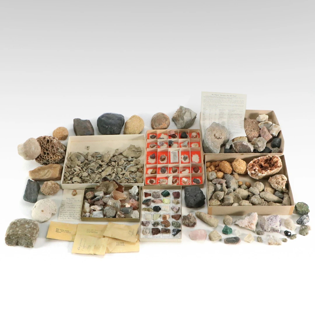 Coral Fossil Assortment with Calcite, Quartz, Rose Quartz, and Other Samples