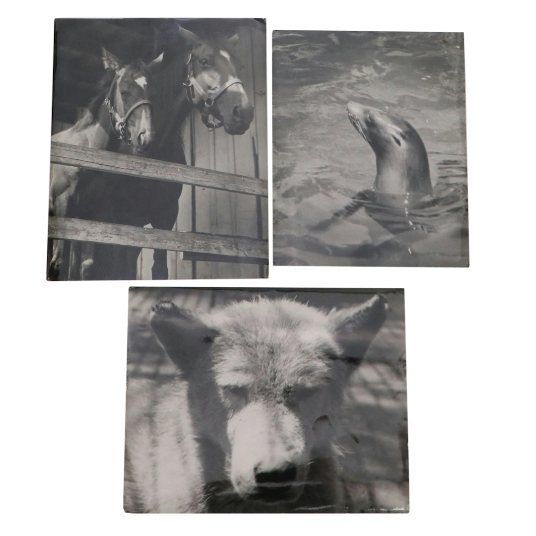 Bernard G. Silberstein Animal Portrait Silver Gelatin Photographs