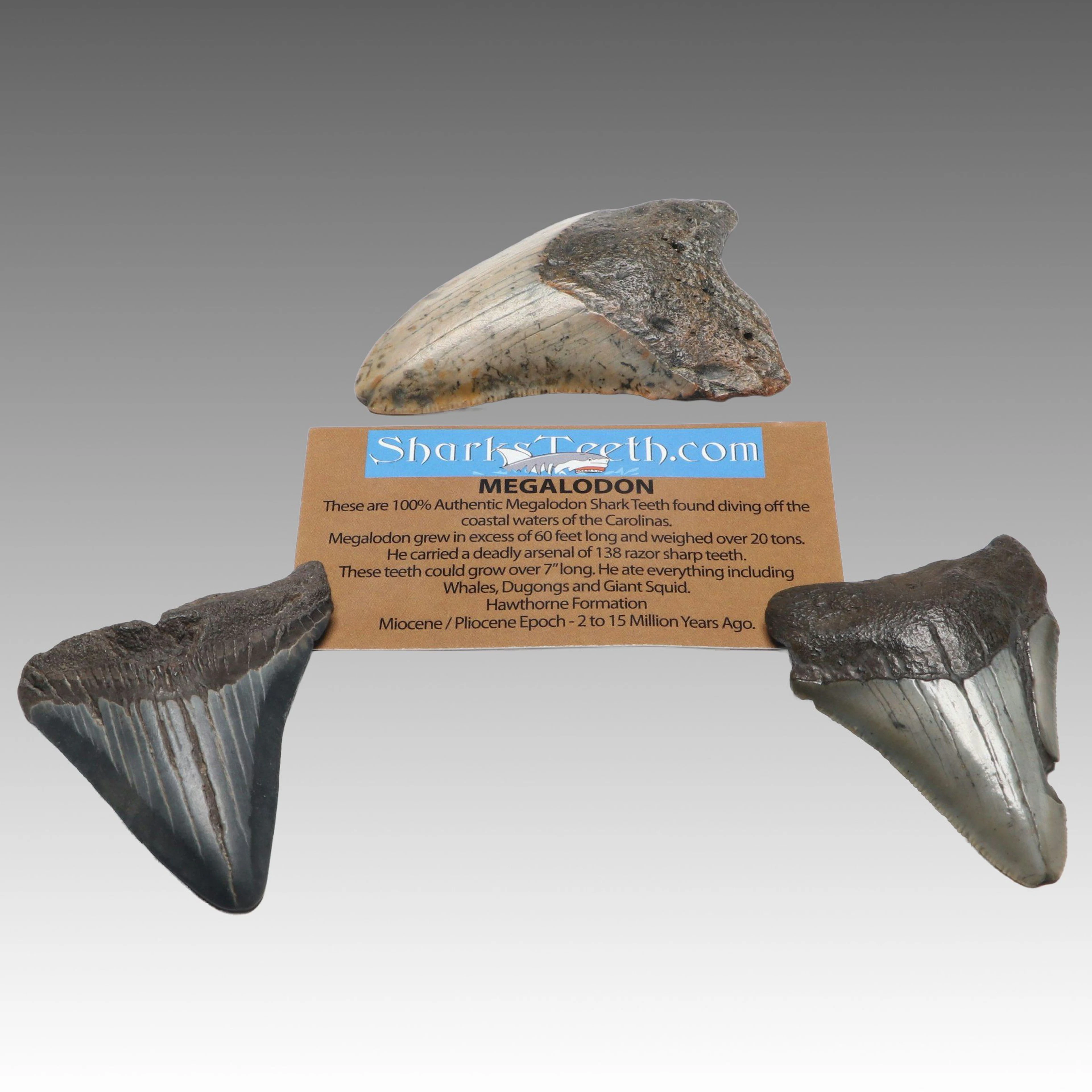 Fossil Megalodon Teeth
