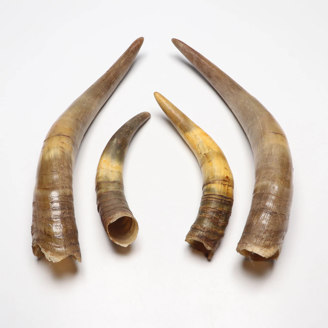 Rustic Bull Horns
