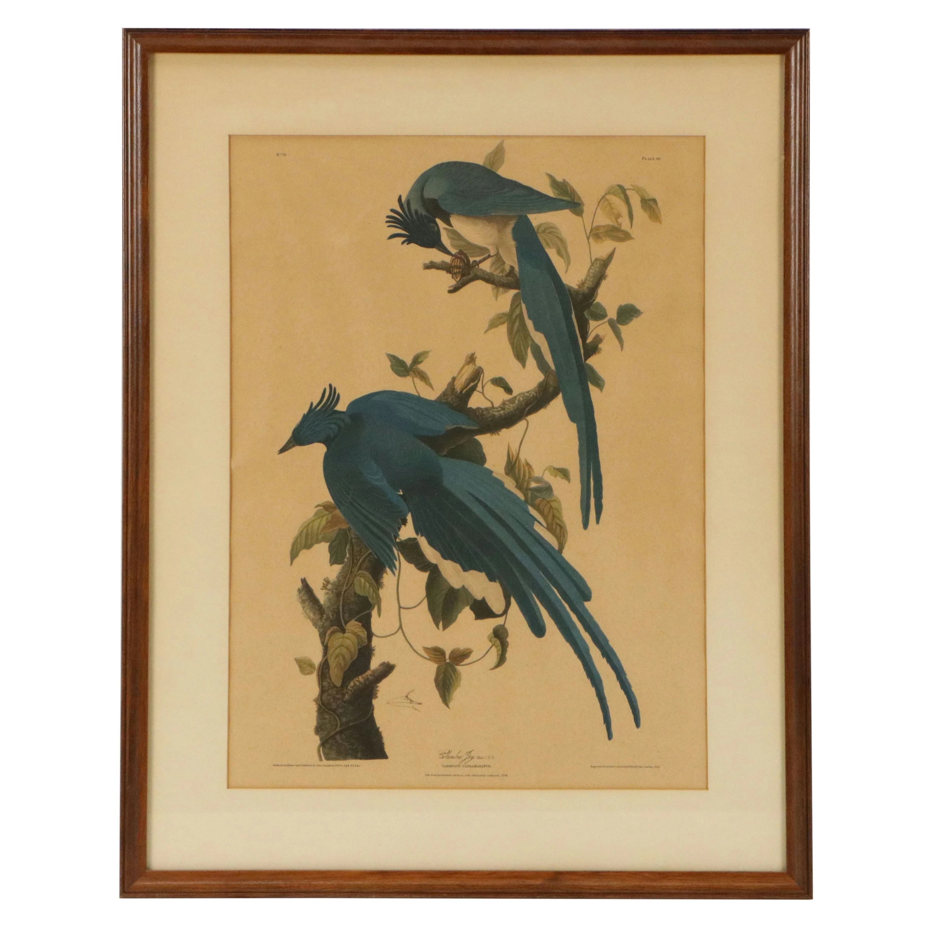Ornithological Offset Lithograph After John Audubon "Columbia Jay,"