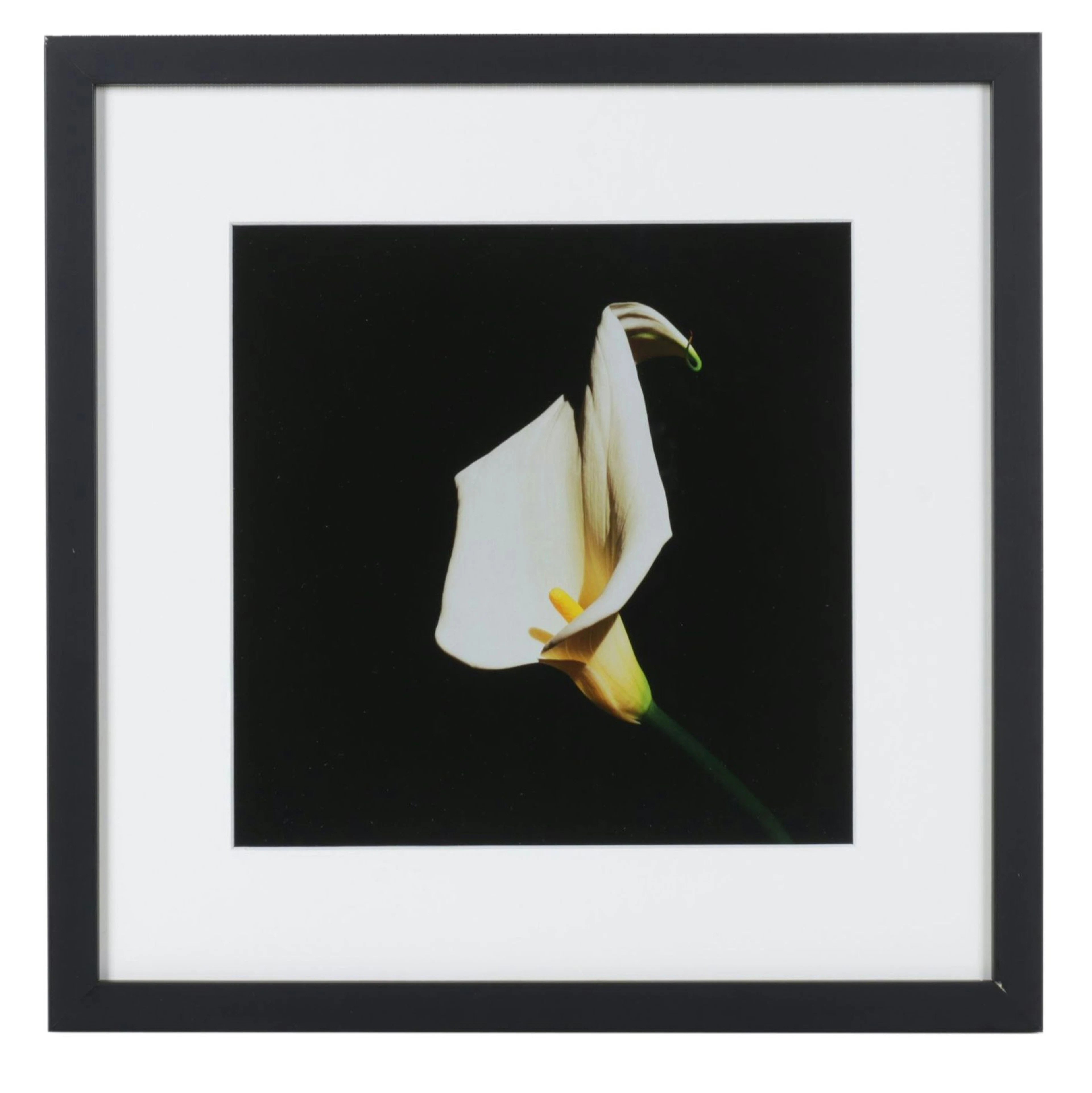 Offset Lithograph After Robert Mapplethorpe "Calla Lily" From "Flora" 2016