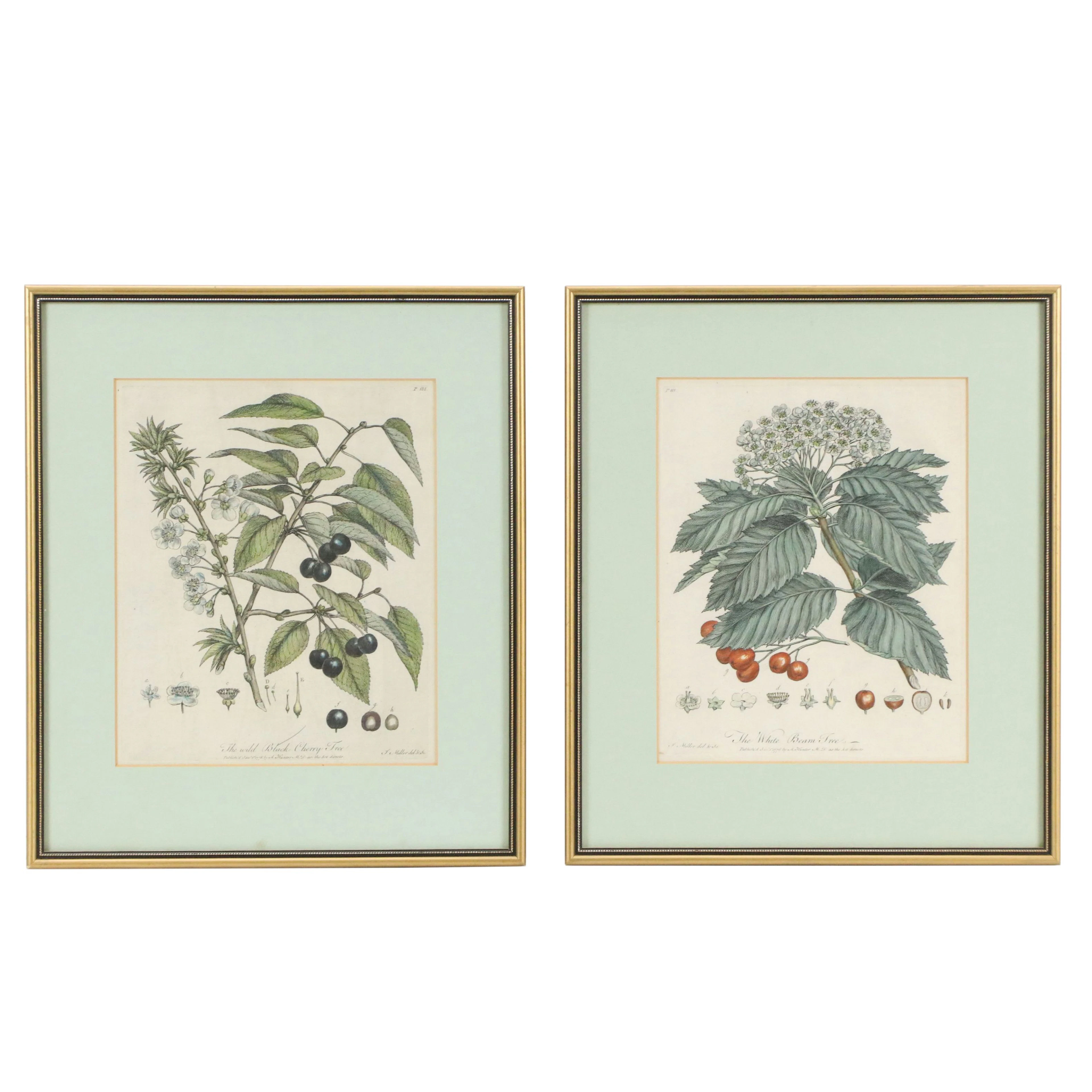 After John Miller Hand-Colored Engravings of Fruit Trees, 18th to 19th Century