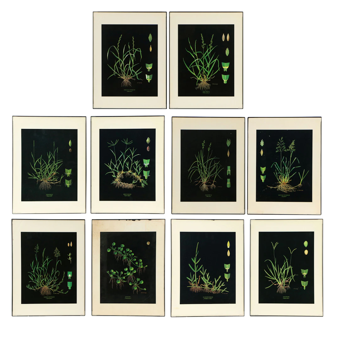 Botanical Offset Lithographs After J. Converse of Grasses, 1978