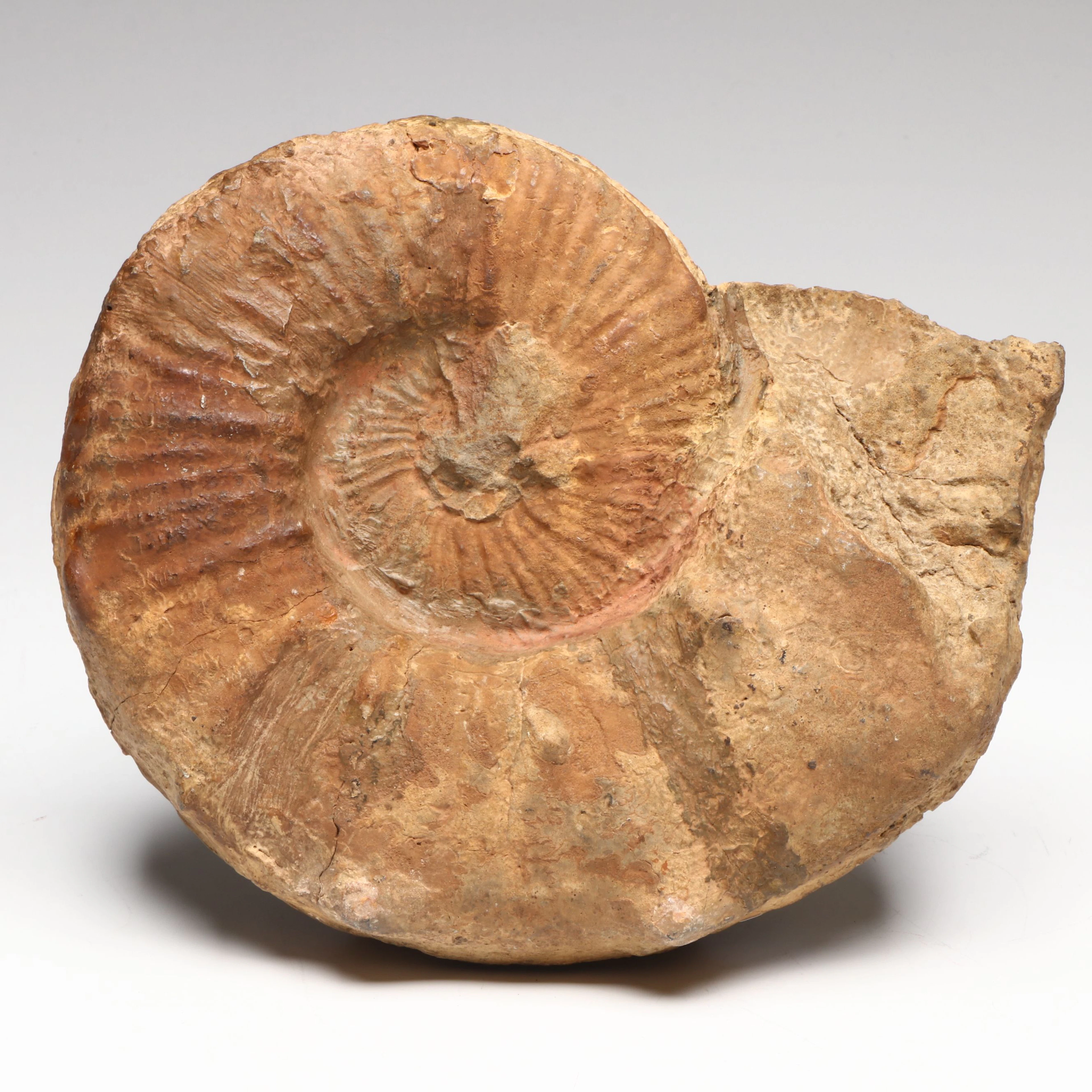 Large Jurassic Ammonite Fossil, Circa 170–150 Million Years Old