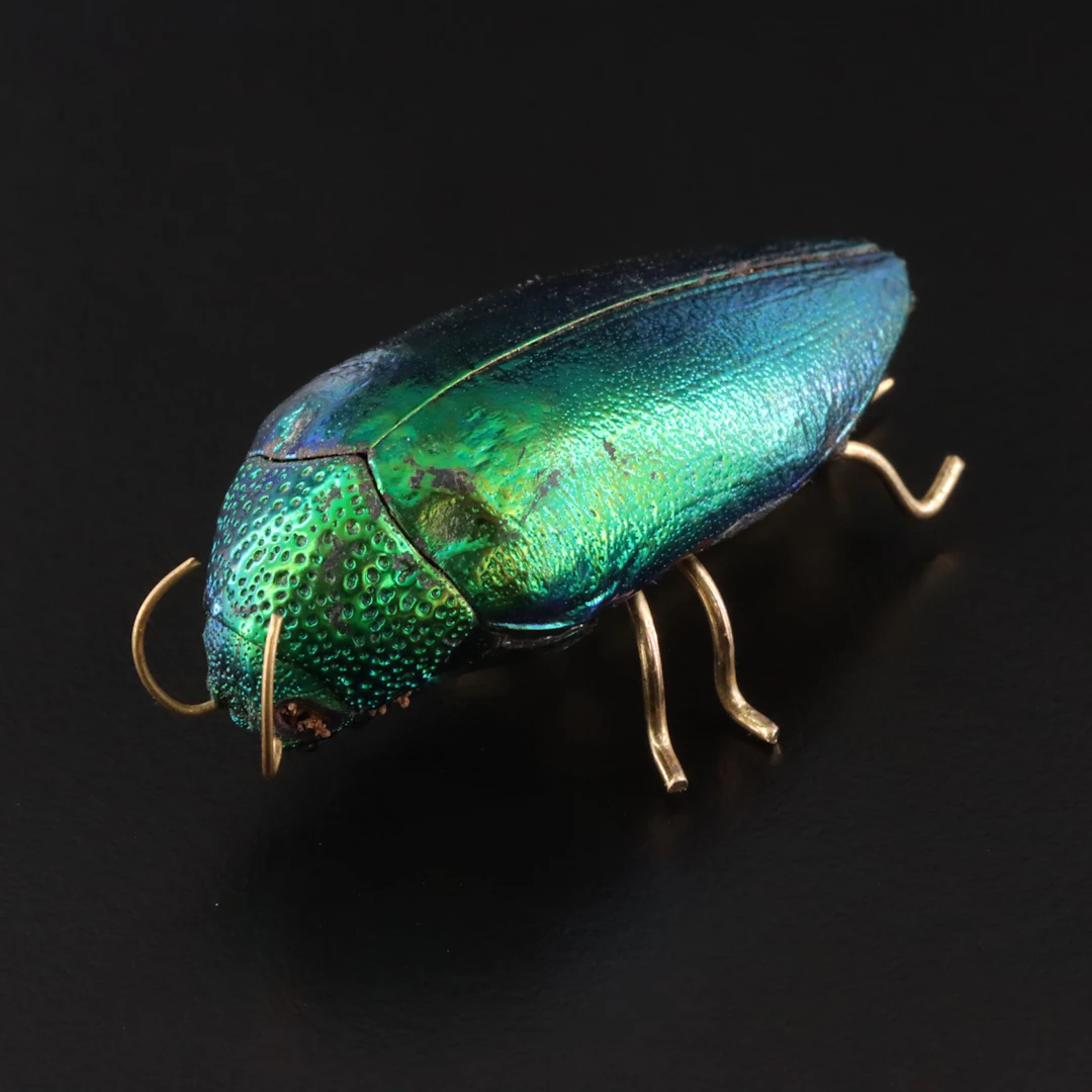 Elytra Jewel Beetle Brooch