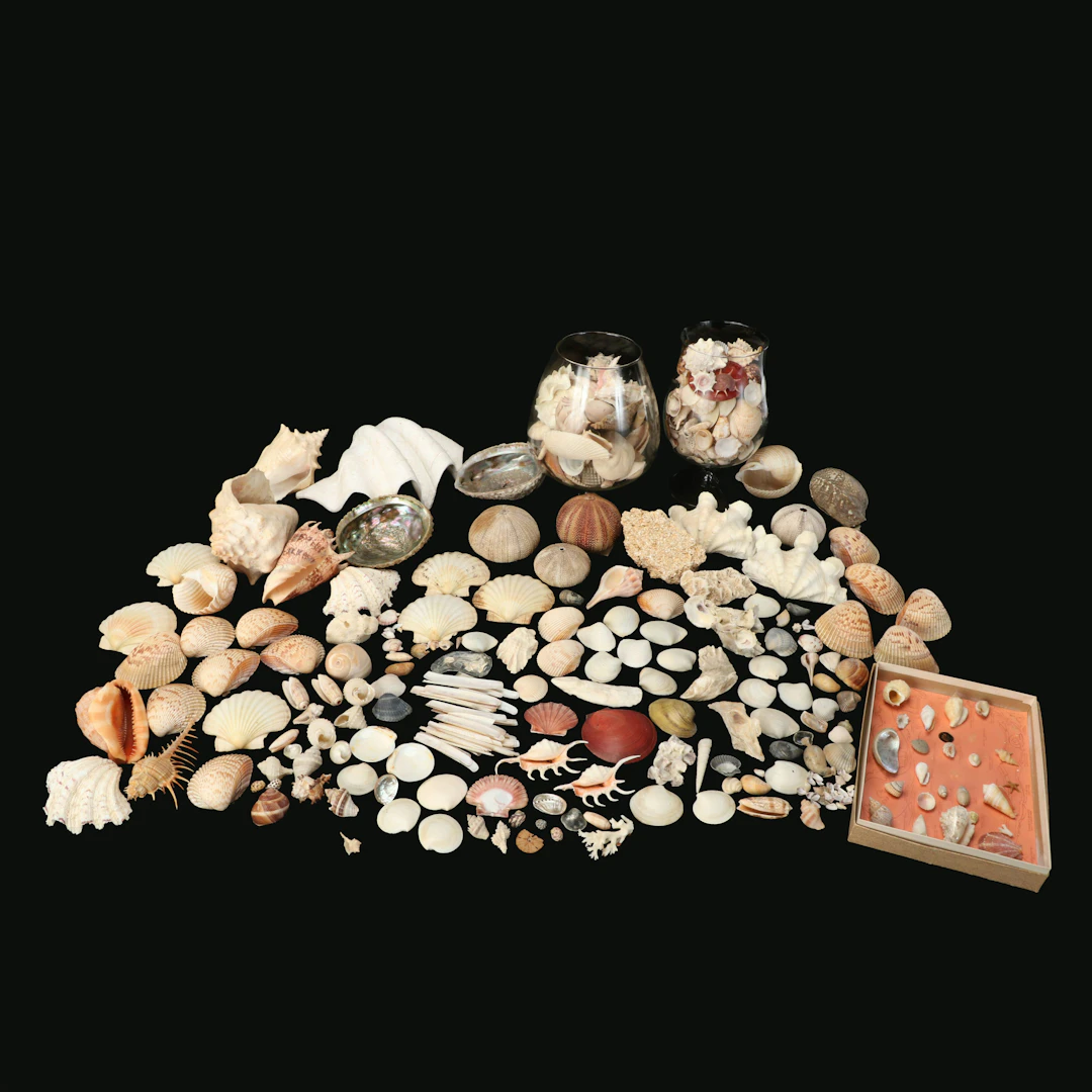 Ruffled Clam Shells, Abalone, Cones, Fossil Corals and More