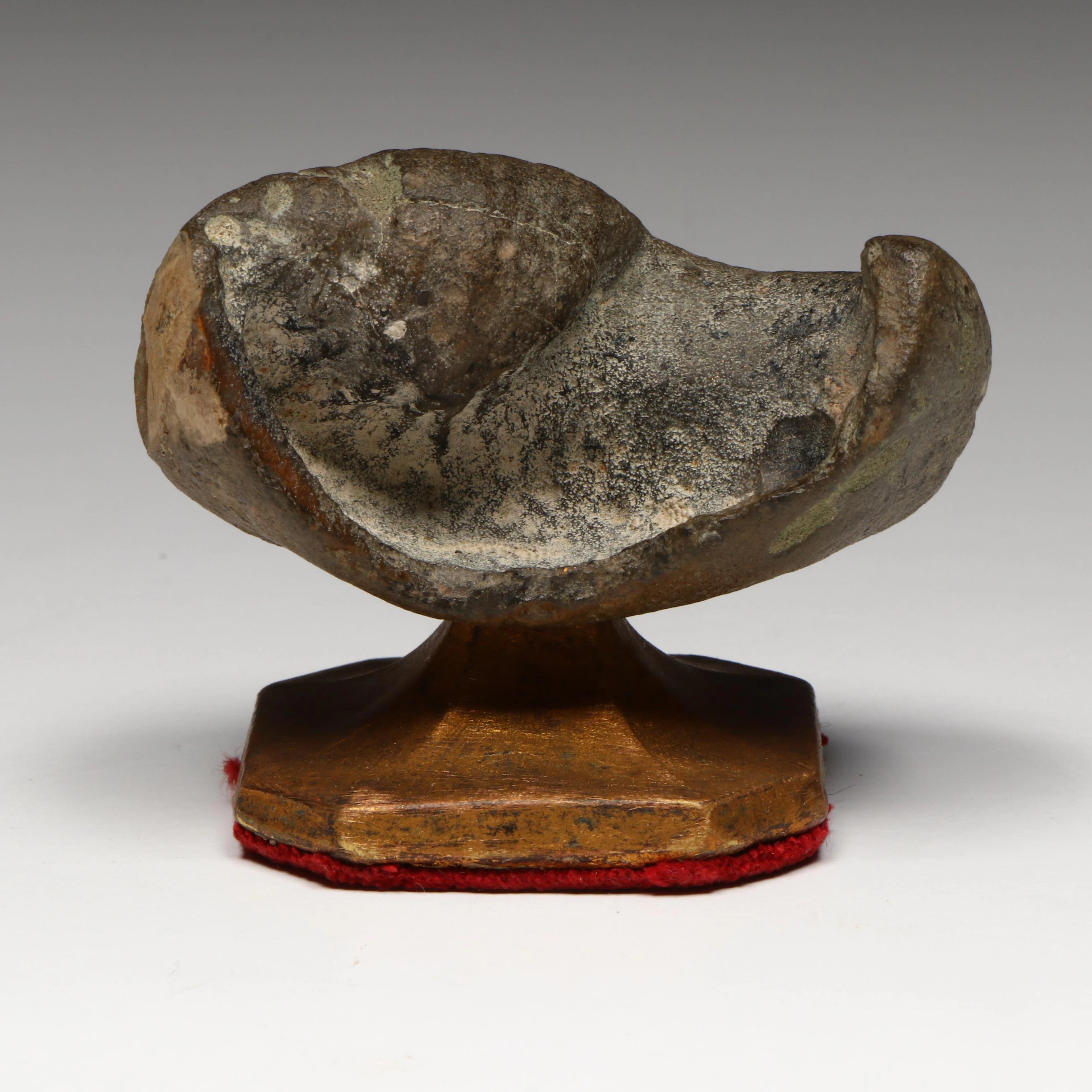 Antique Fossilized Whale Ear Bone