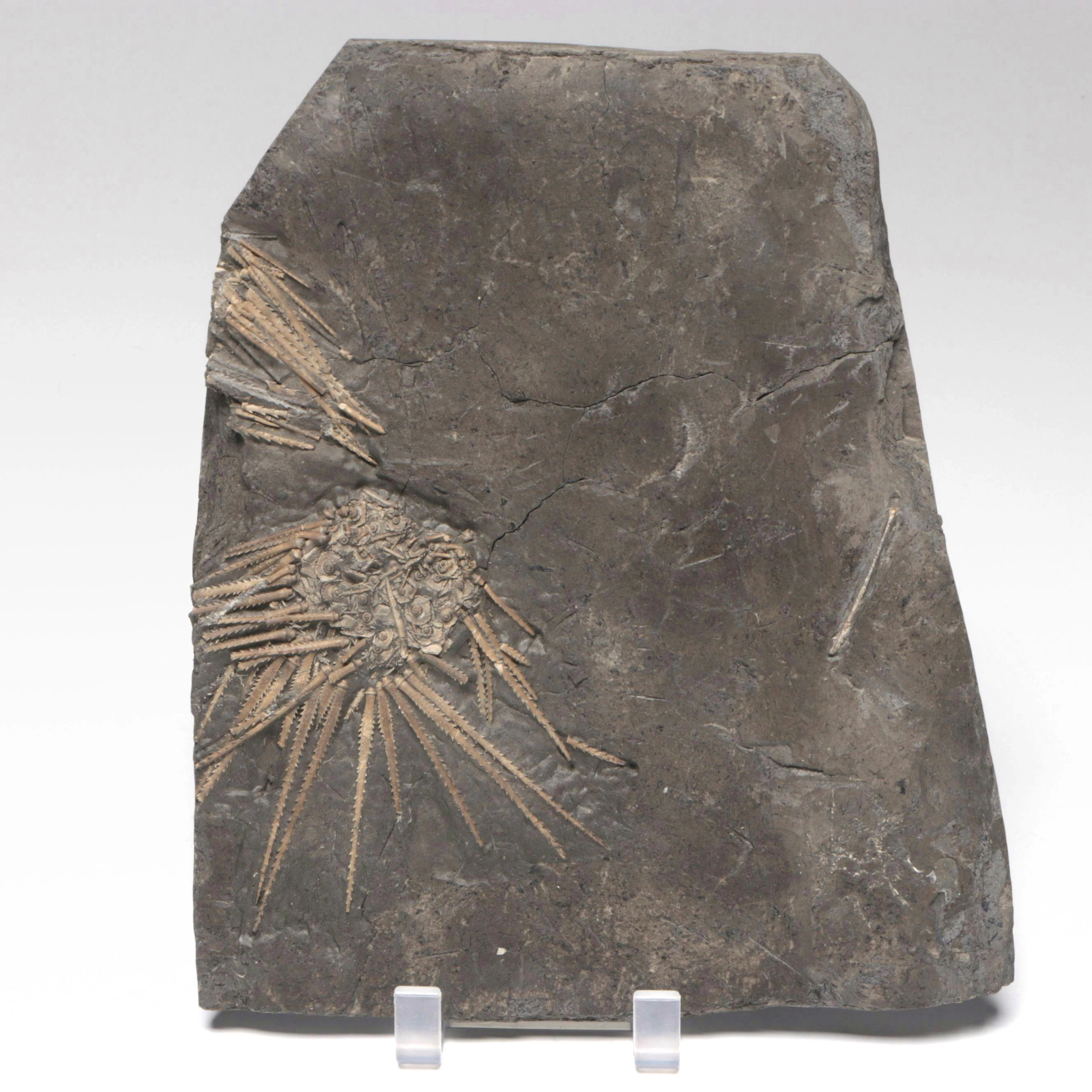 Sea Urchin Fossil Specimen