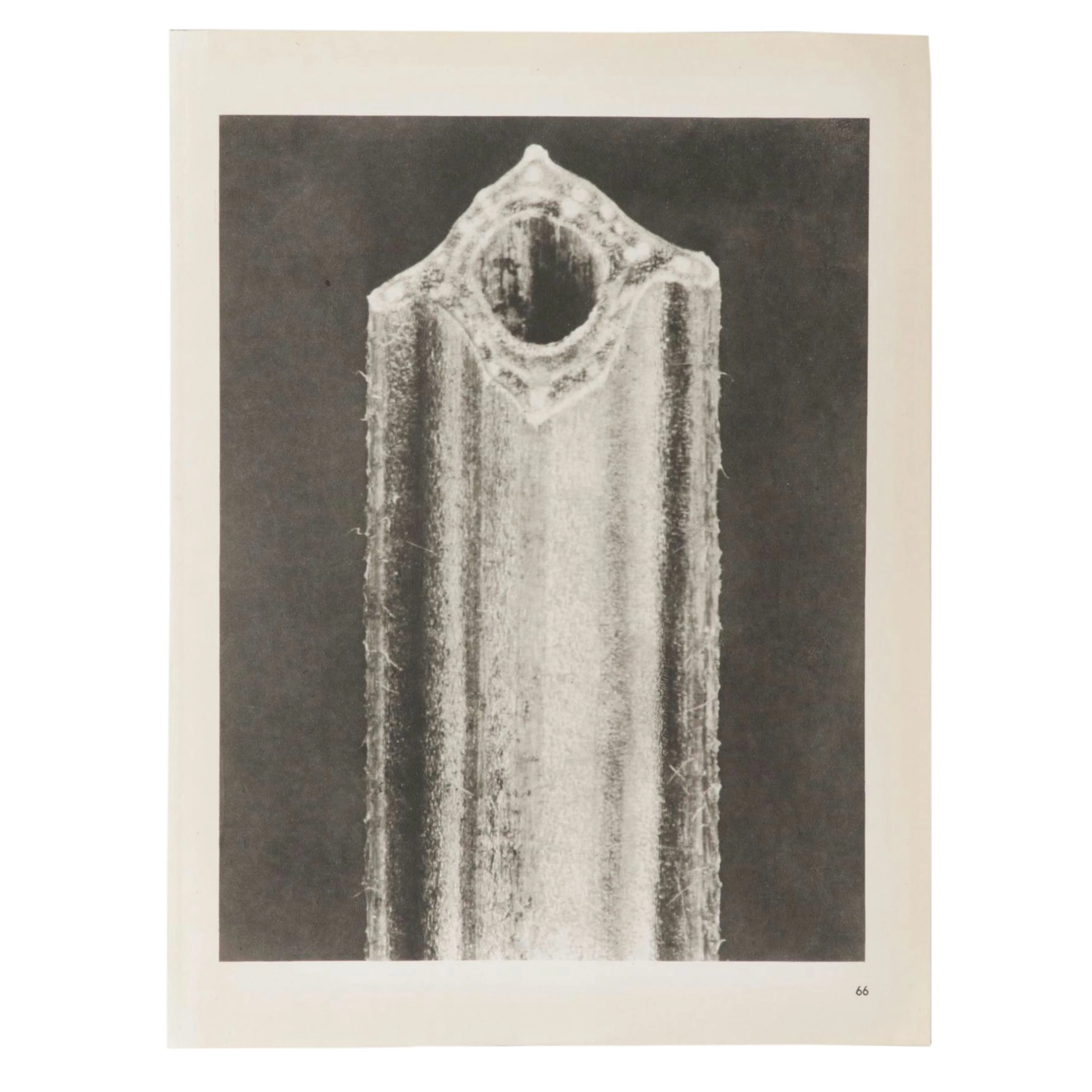 Botanical Photogravure After Karl Blossfeldt From "Wunder in der Nature," 1942