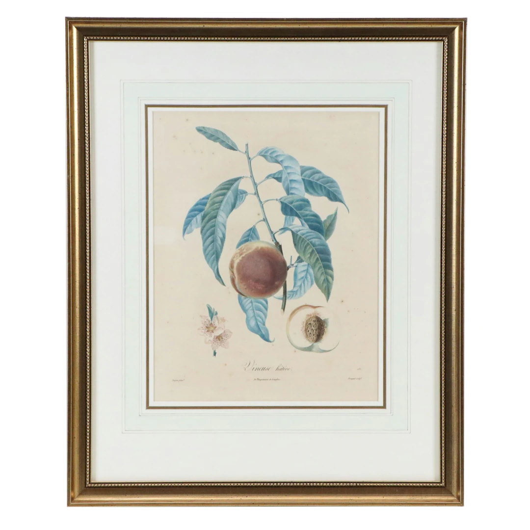 After Pierre Turpin Colored Botanical Engraving "Vineuse Hâtive," 19th Century
