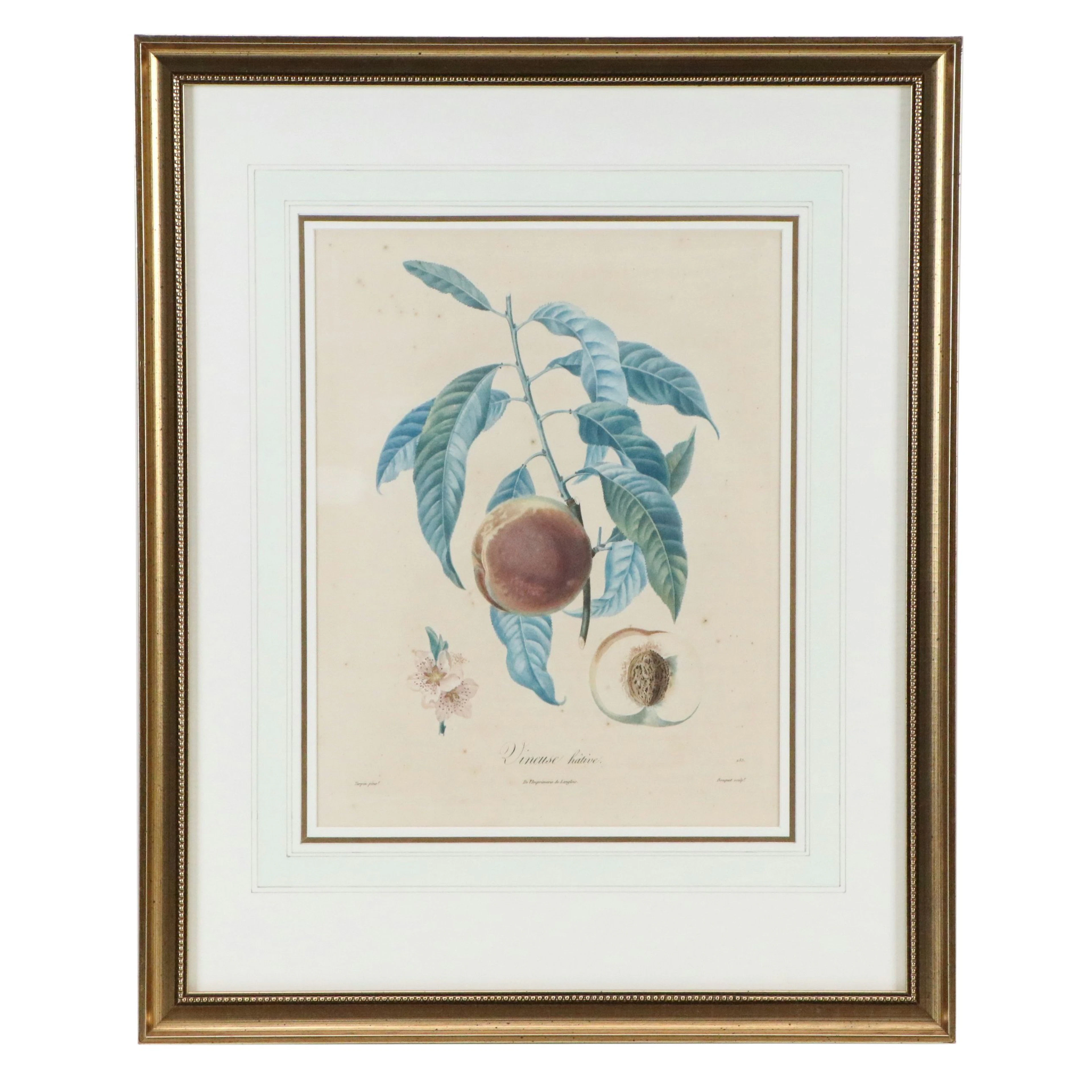 After Pierre Turpin Colored Botanical Engraving "Vineuse Hâtive," 19th Century