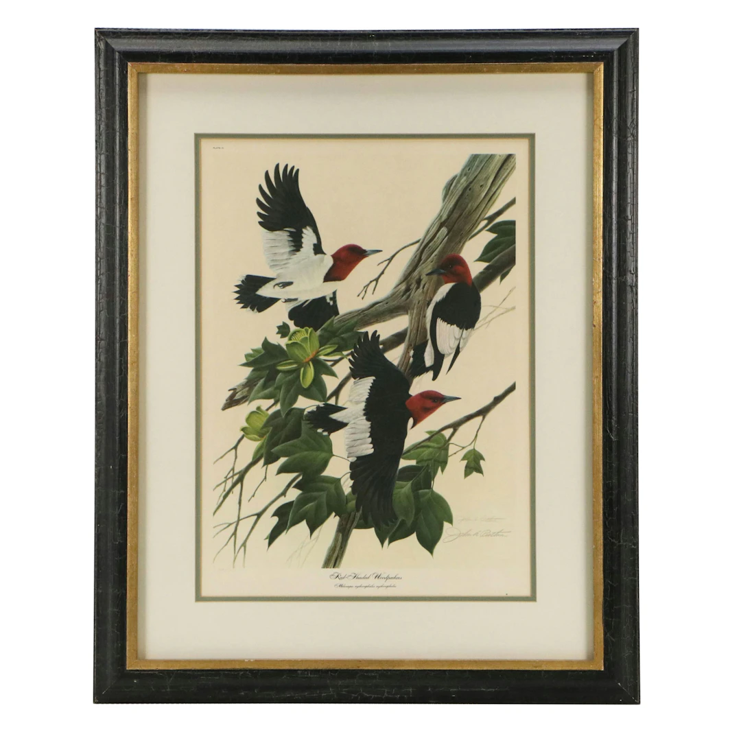 John A. Ruthven Offset Lithograph "Red-Headed Woodpeckers"