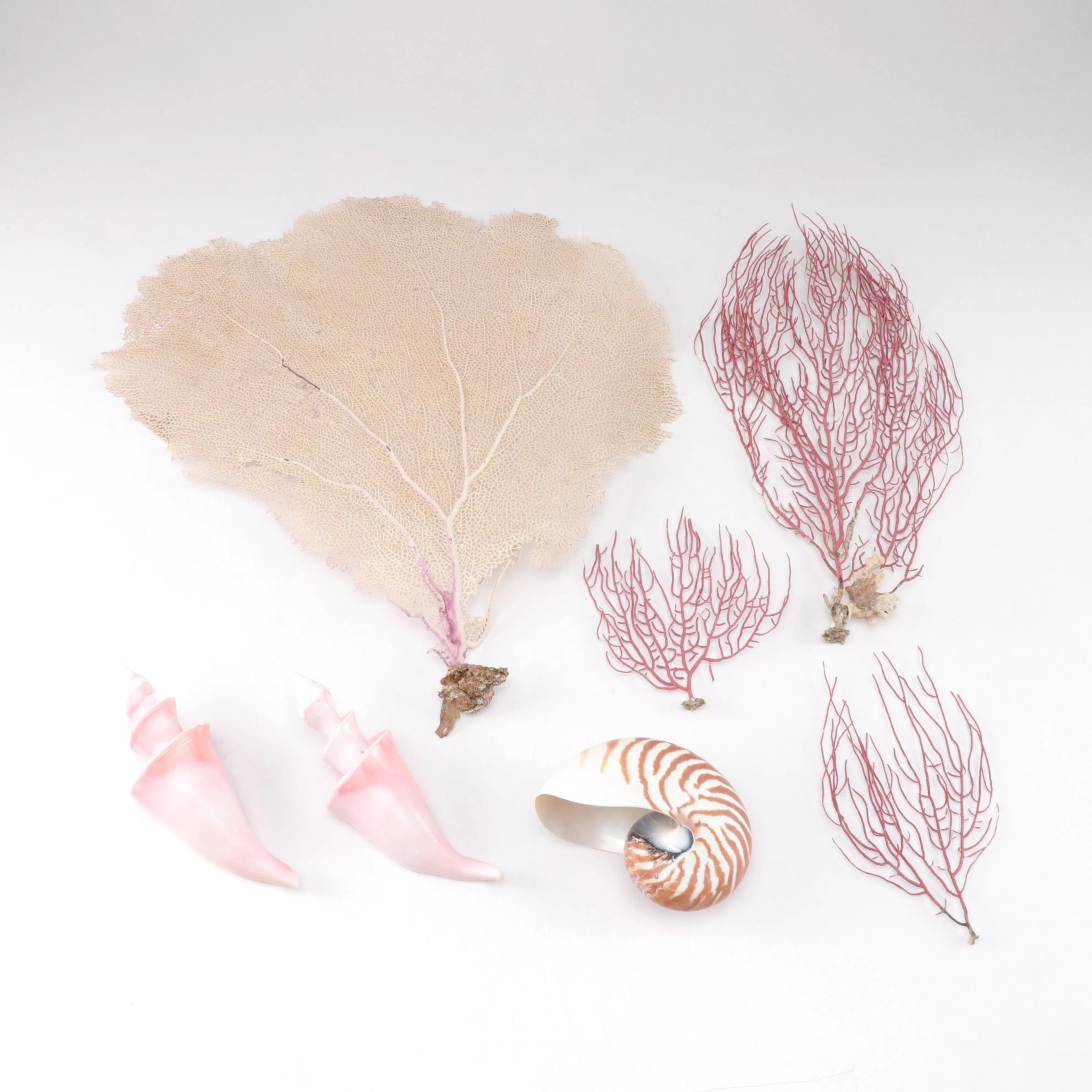 Gorgonian Sea Fan Coral with Two Queen Conch and Nautilus