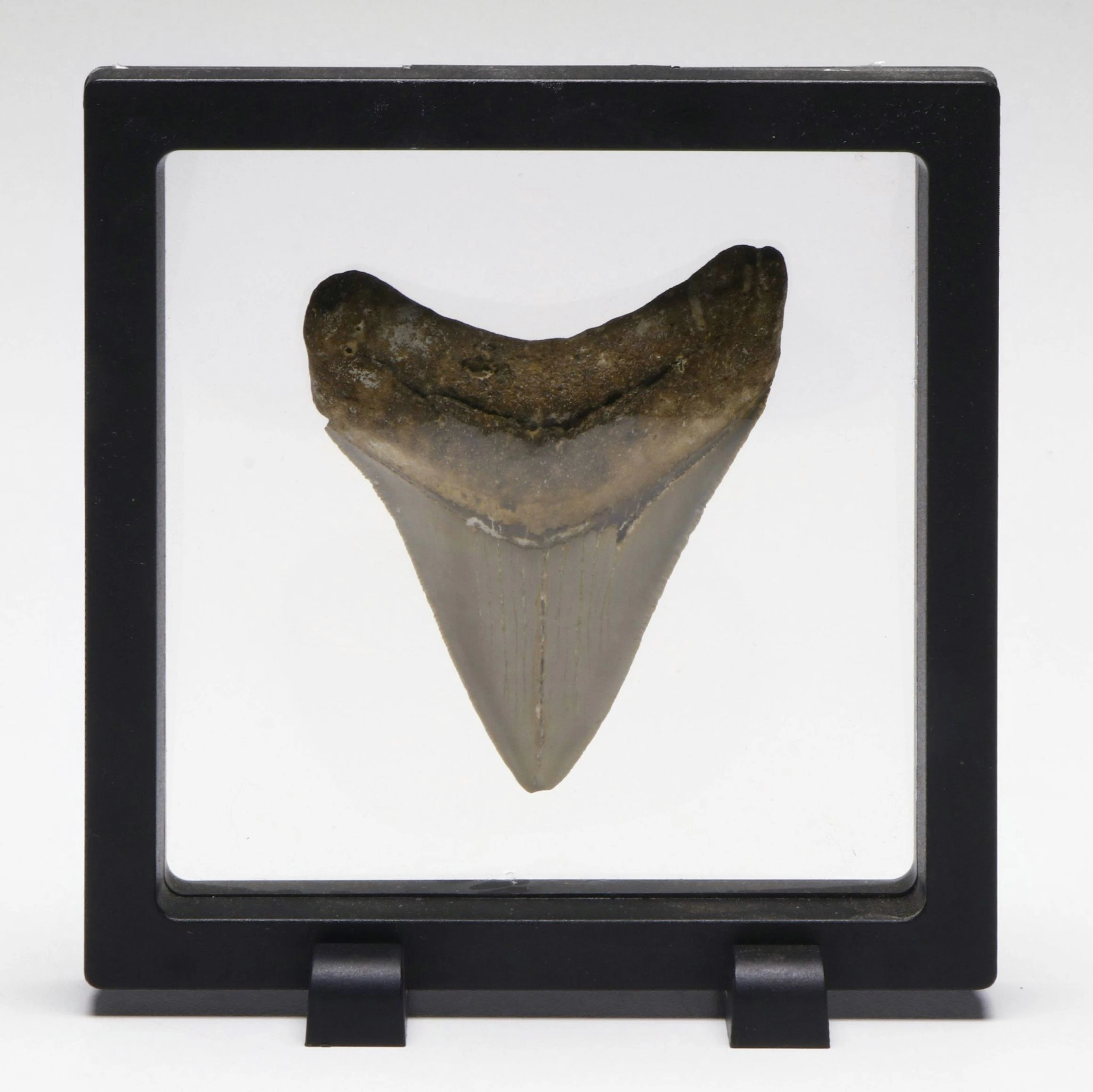 Megalodon Fossil Tooth with Stand