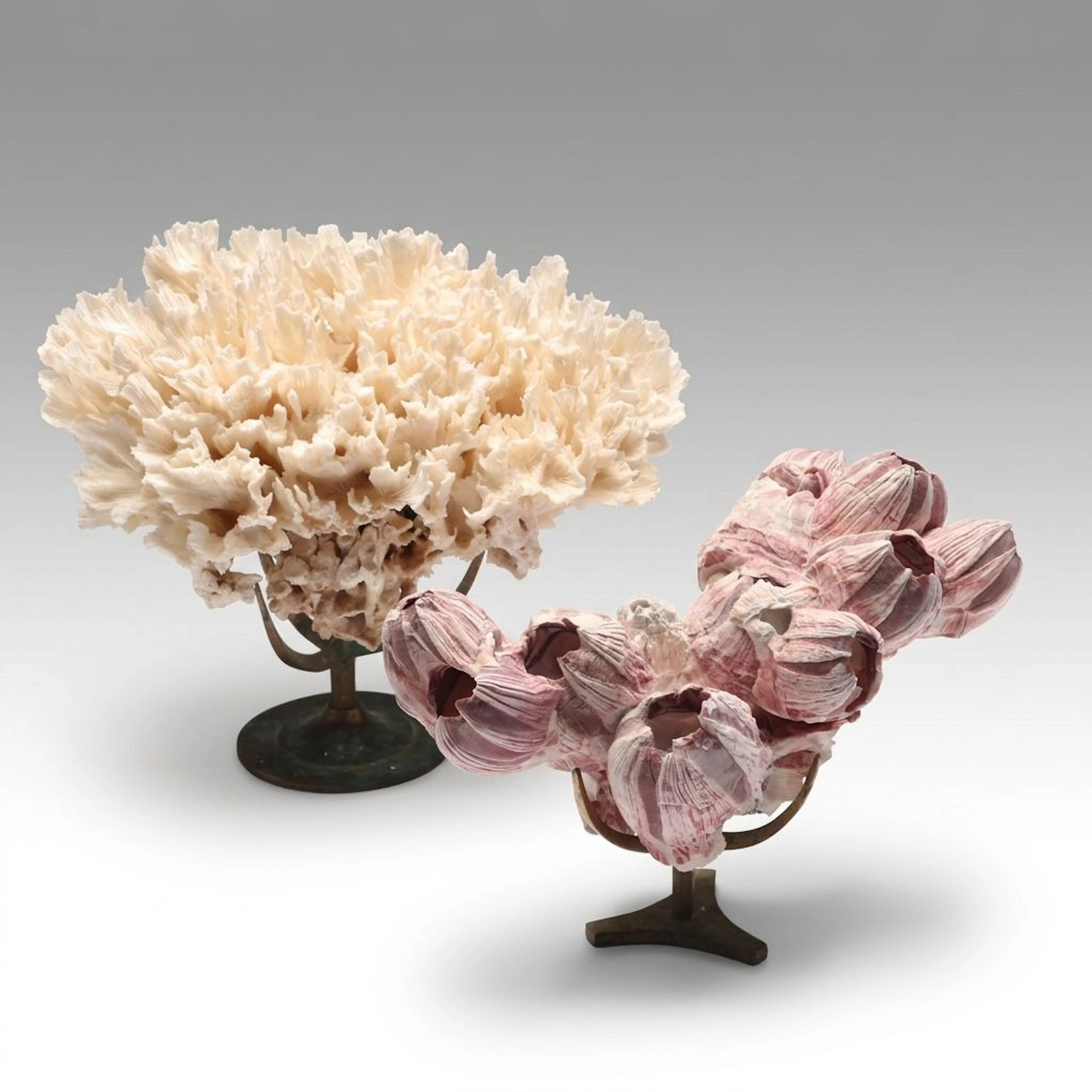 Purple Acorn Barnacle Cluster and Fossil Lettuce Coral Specimen on Brass Stands