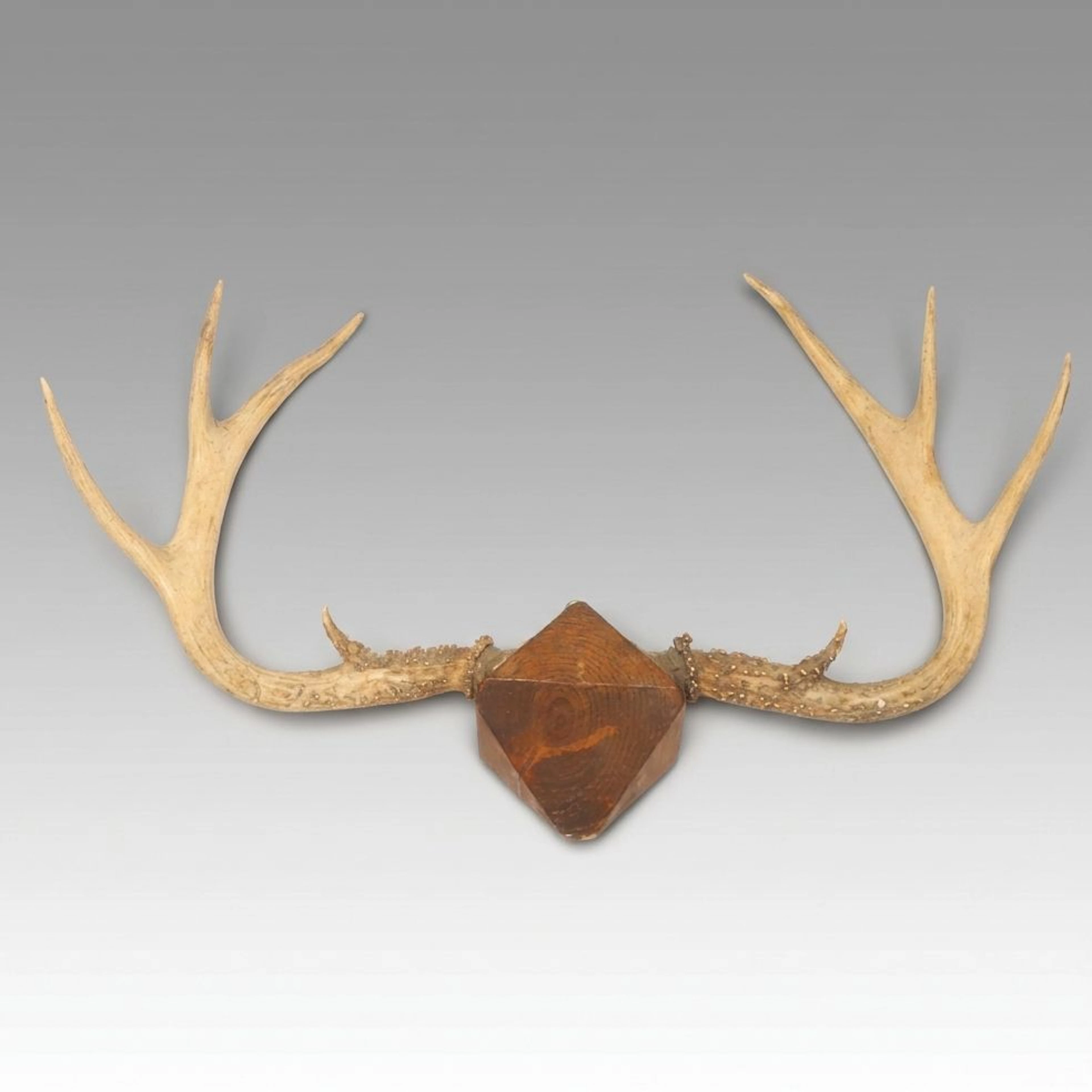 Taxidermy White-Tailed Deer Antler Mount