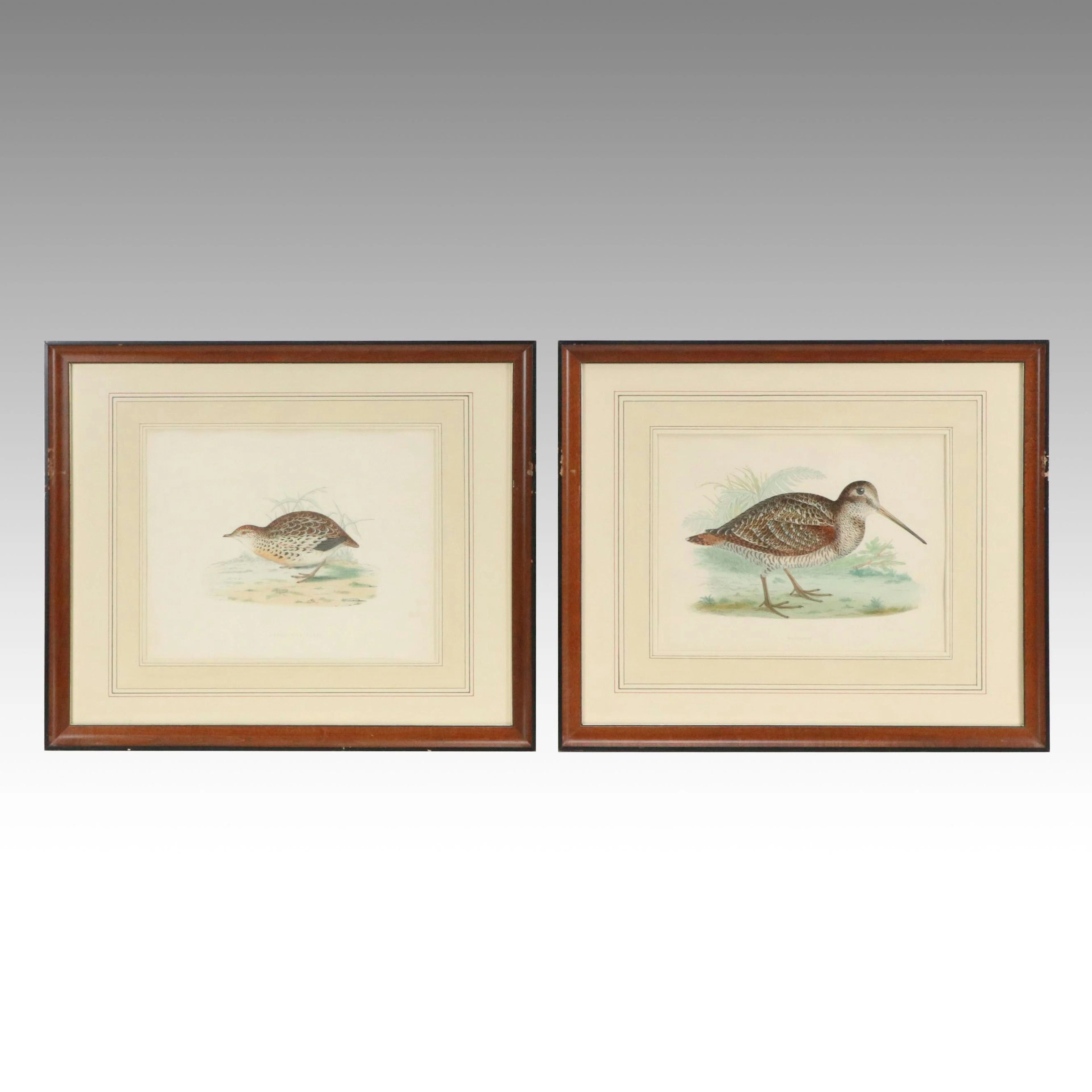 Antique Hand-Colored Ornithological Wood Engravings Including "Andalusian