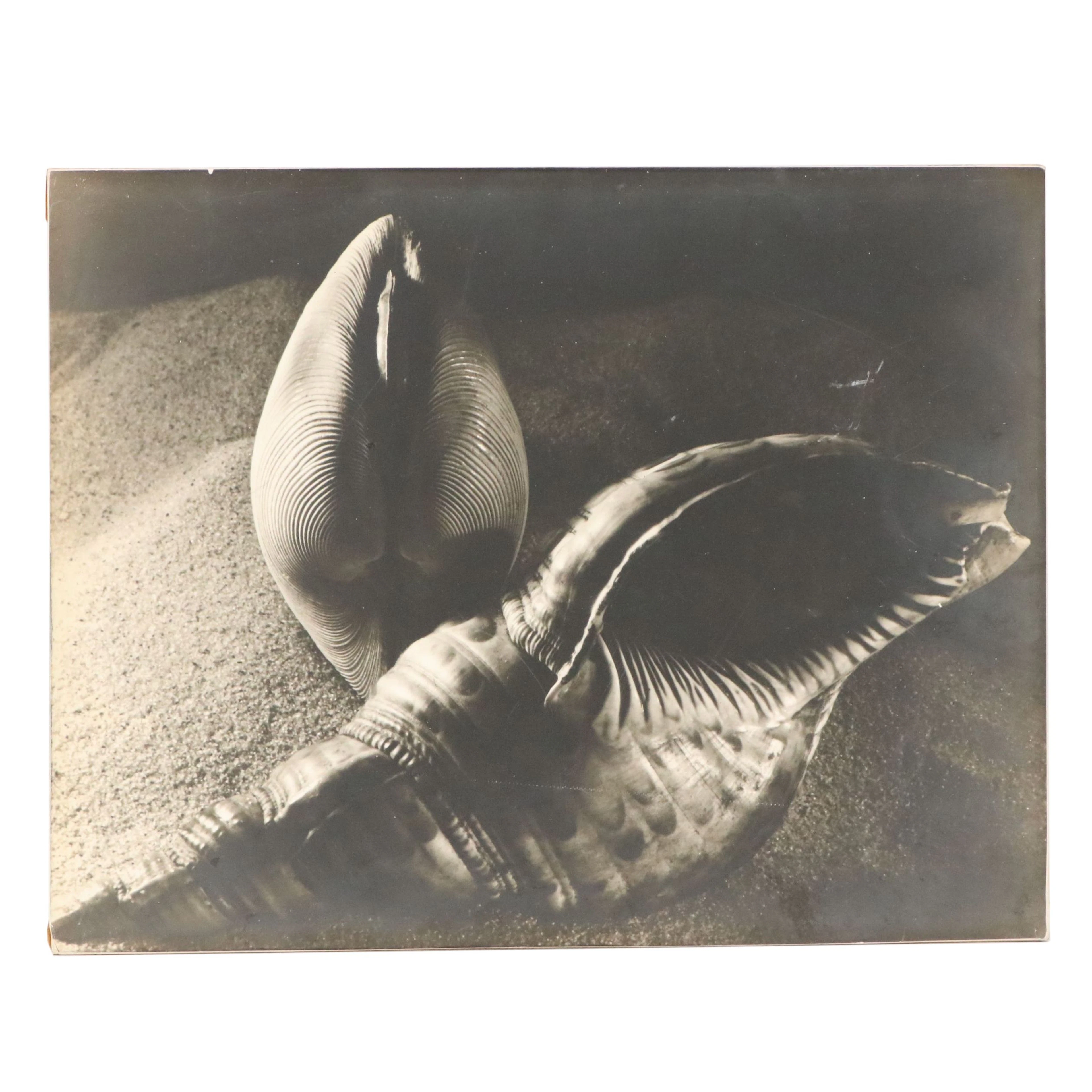 After Ruth Bernhard Silver Gelatin Still Life Photograph of Shells