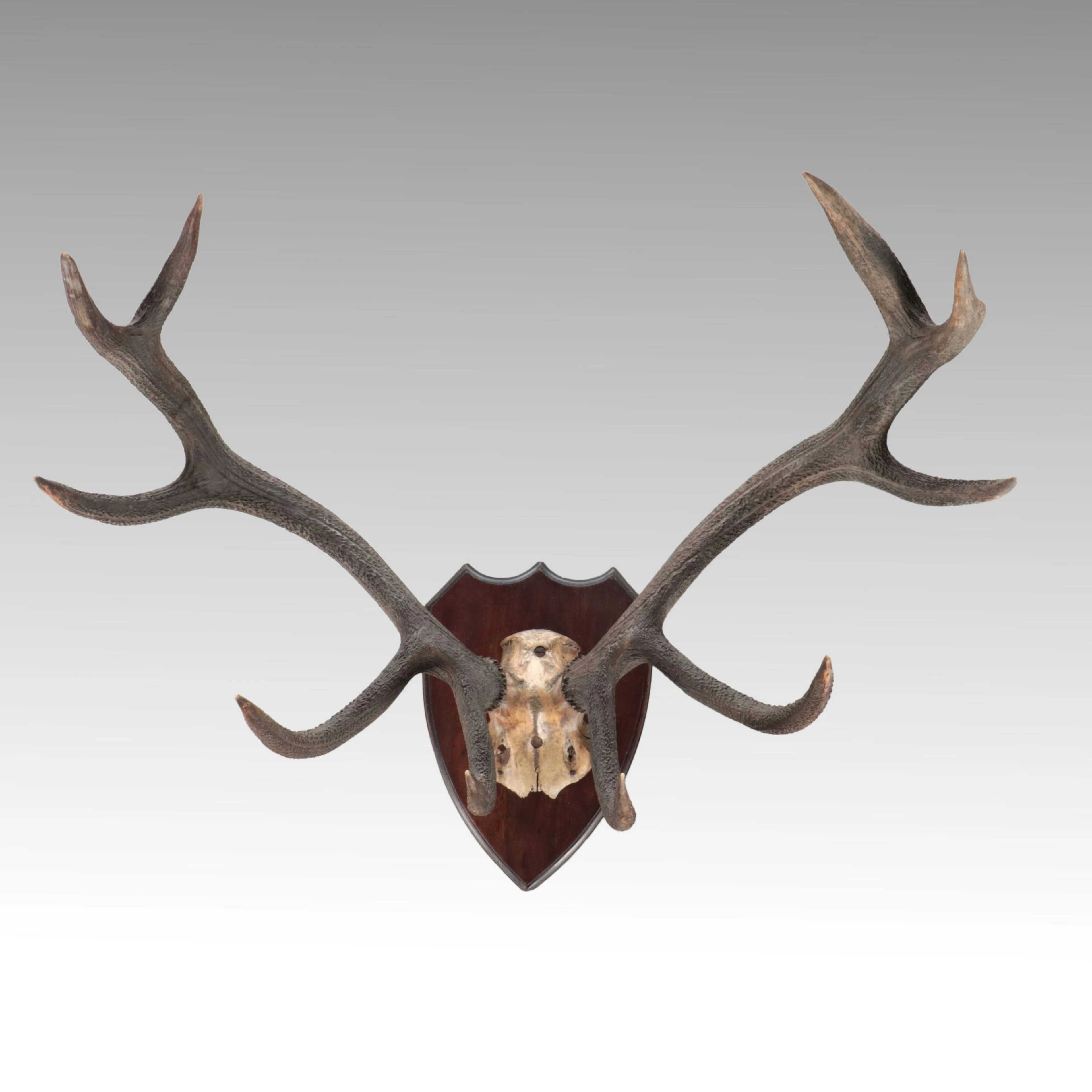 Taxidermy Red Deer Stag European Mount, Ten Points