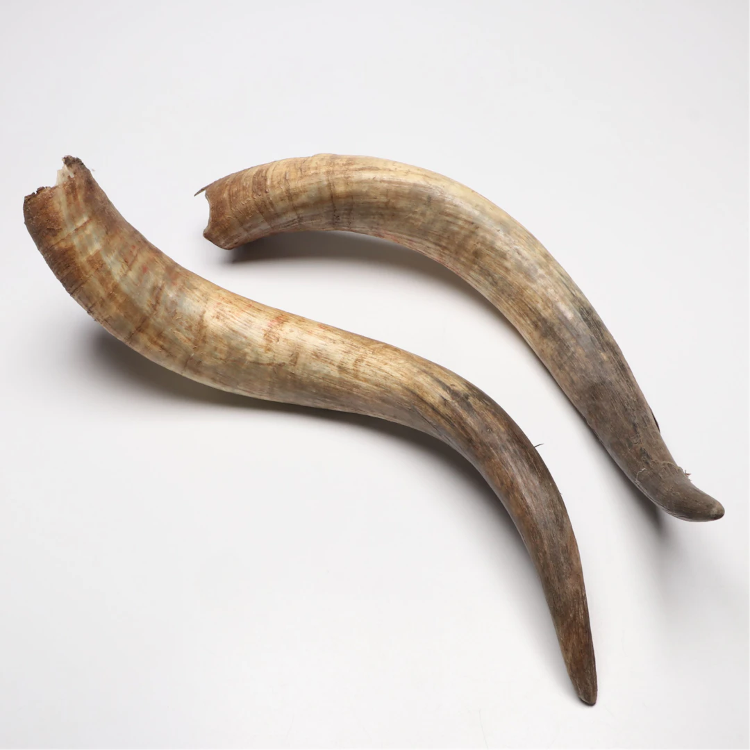 Pair of Texas Longhorn Horns
