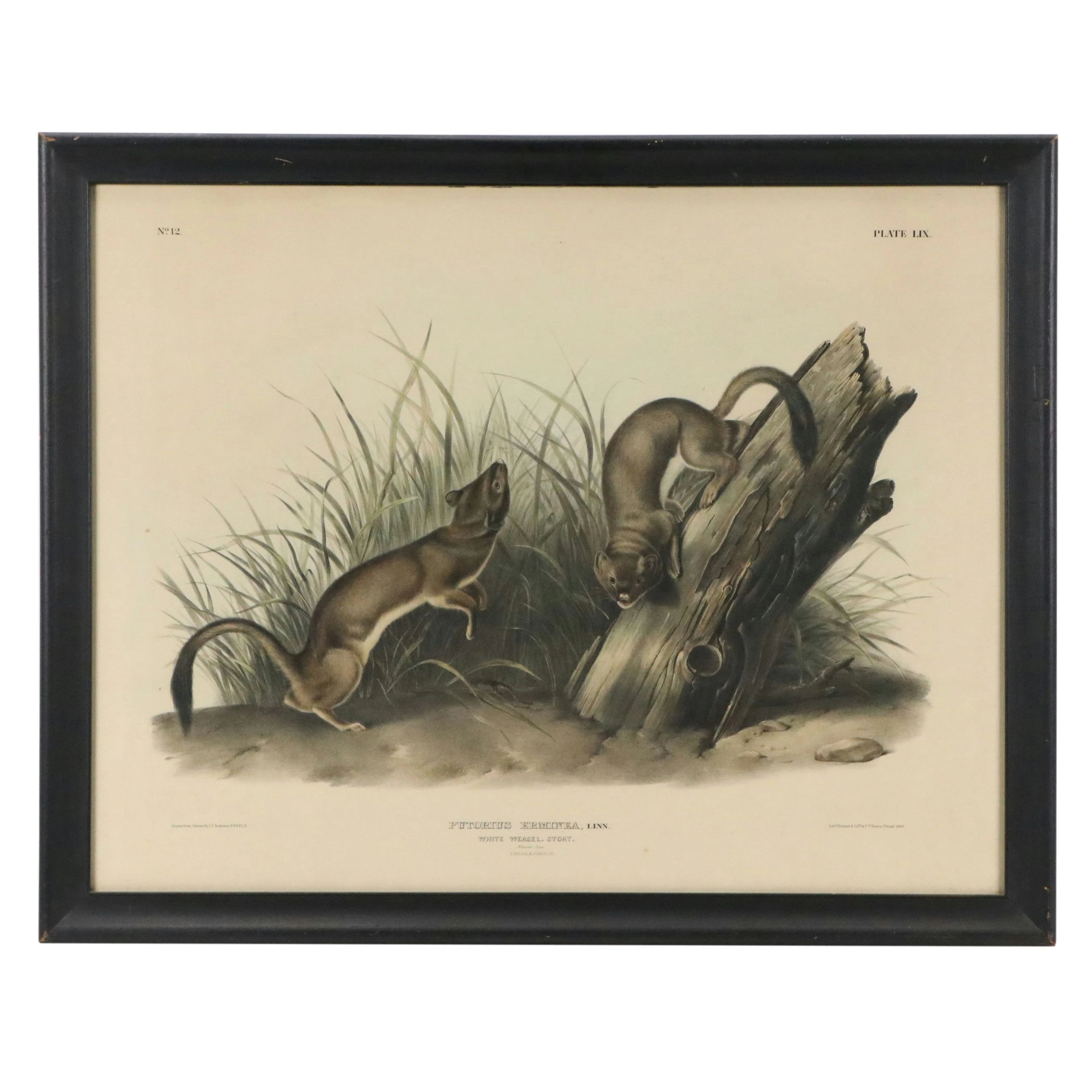 John Audubon and J.T. Bowen Hand-Colored Lithograph "White Weasel.