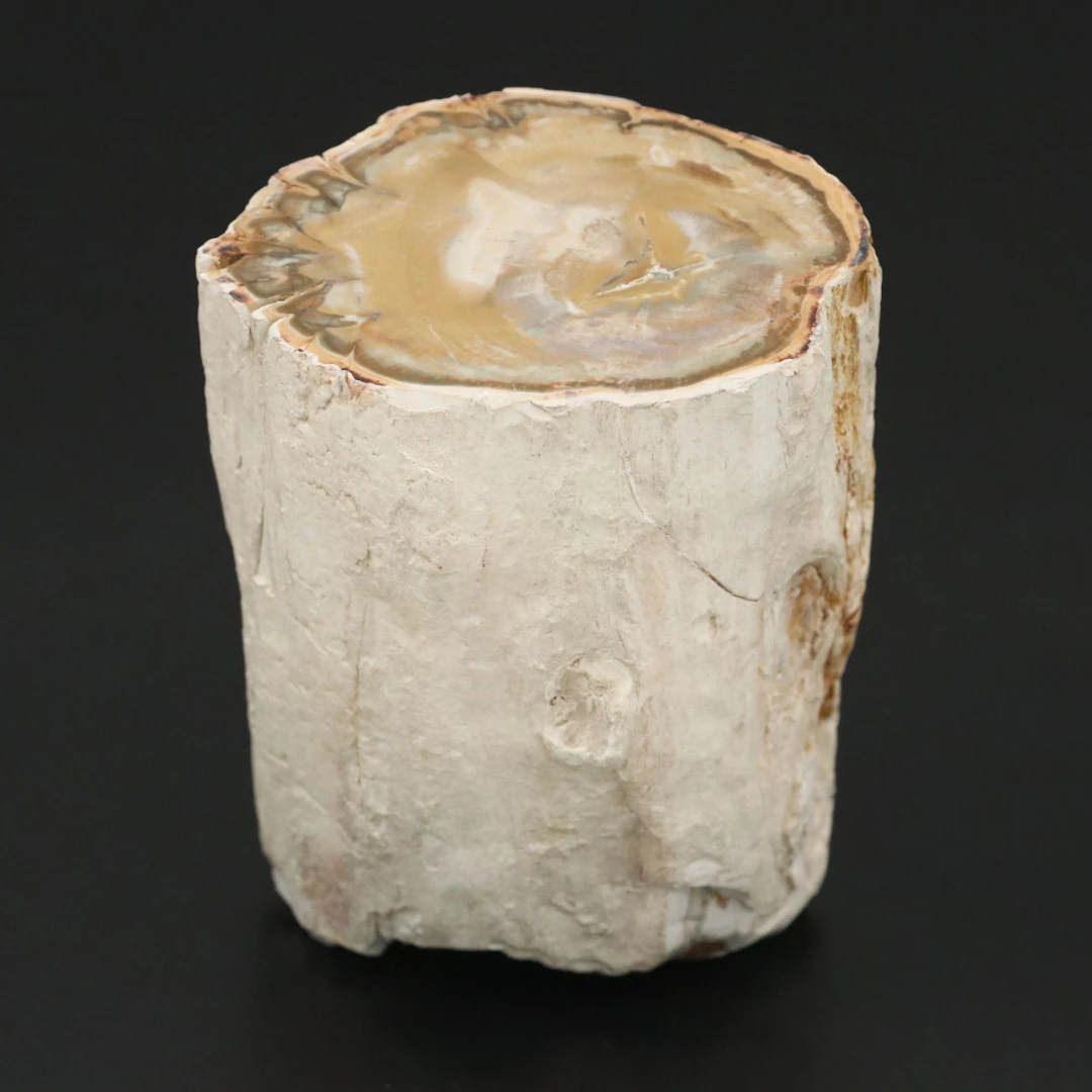 Ancient Petrified Wood Specimen