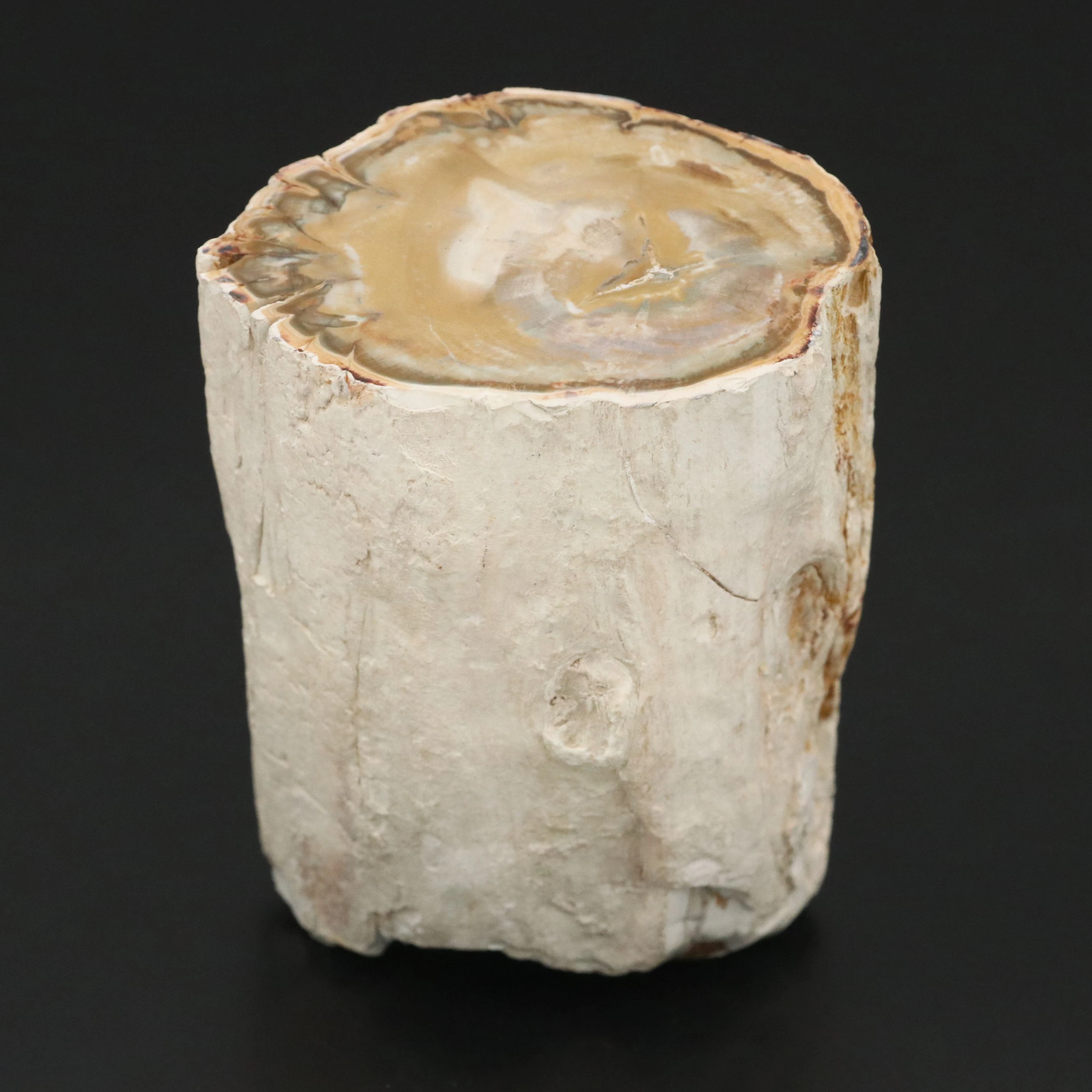 Ancient Petrified Wood Specimen