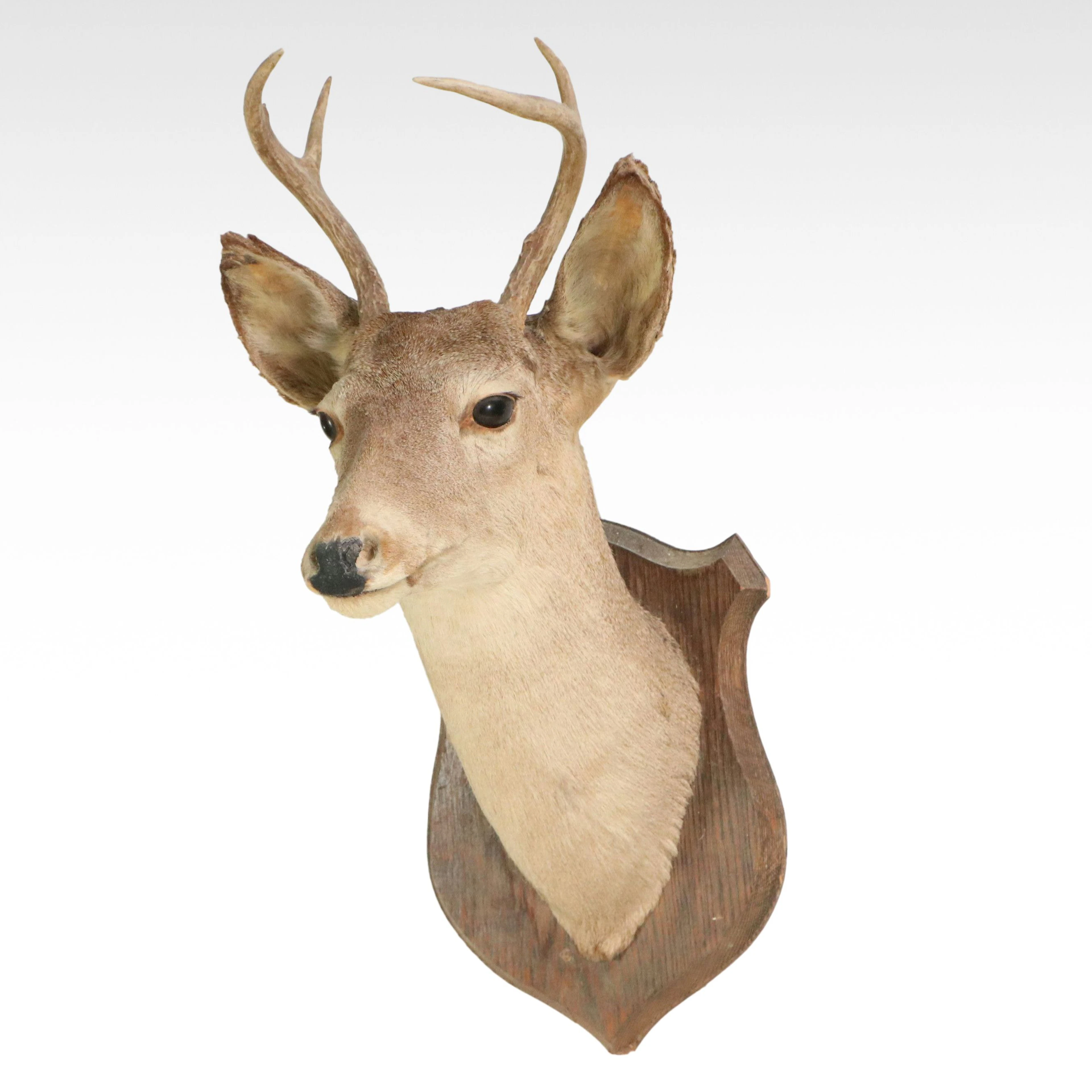 Taxidermy White-Tailed Deer Shoulder Mount