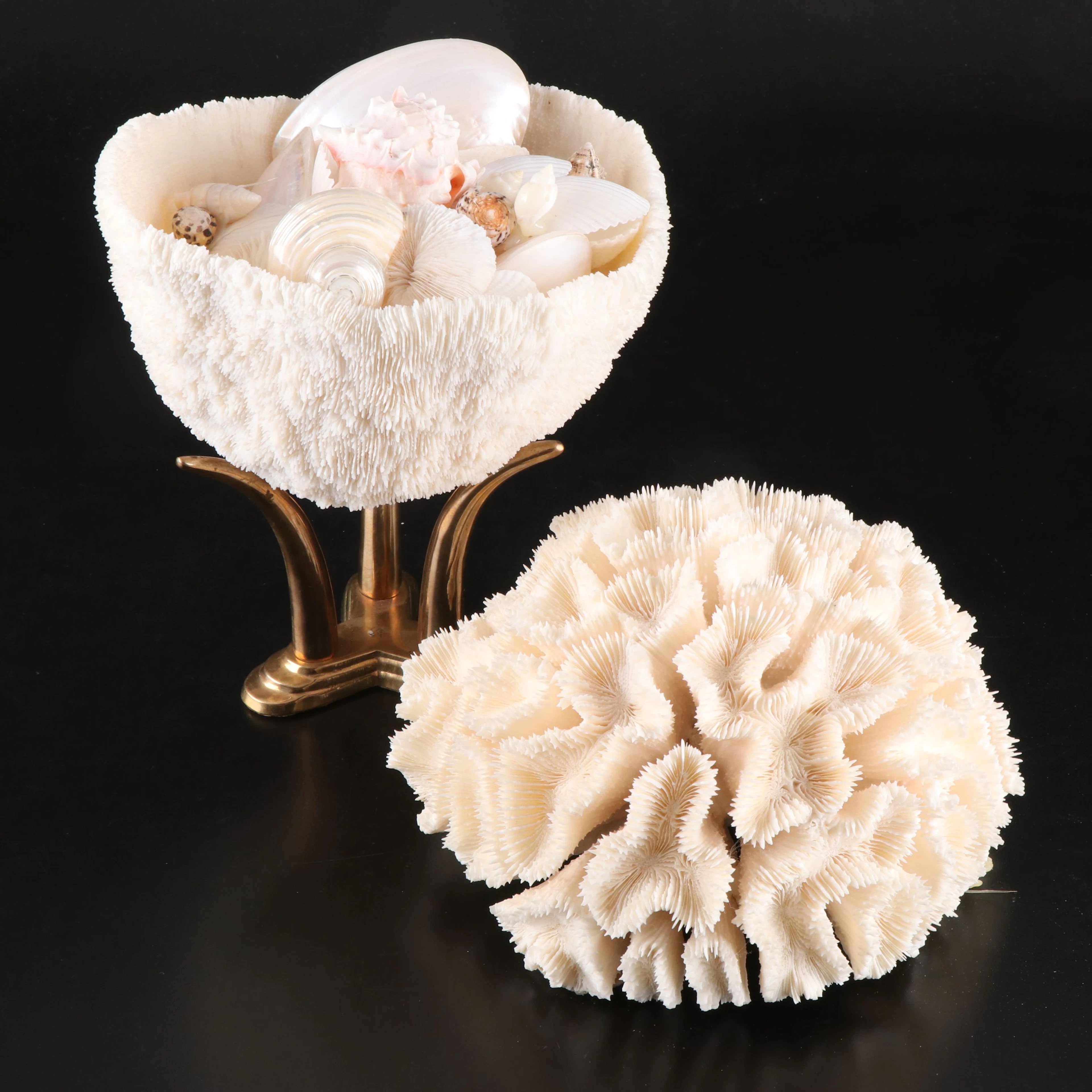 Fossil Brain Coral with Turban Shell, White Bowl Coral, Cowries and Others