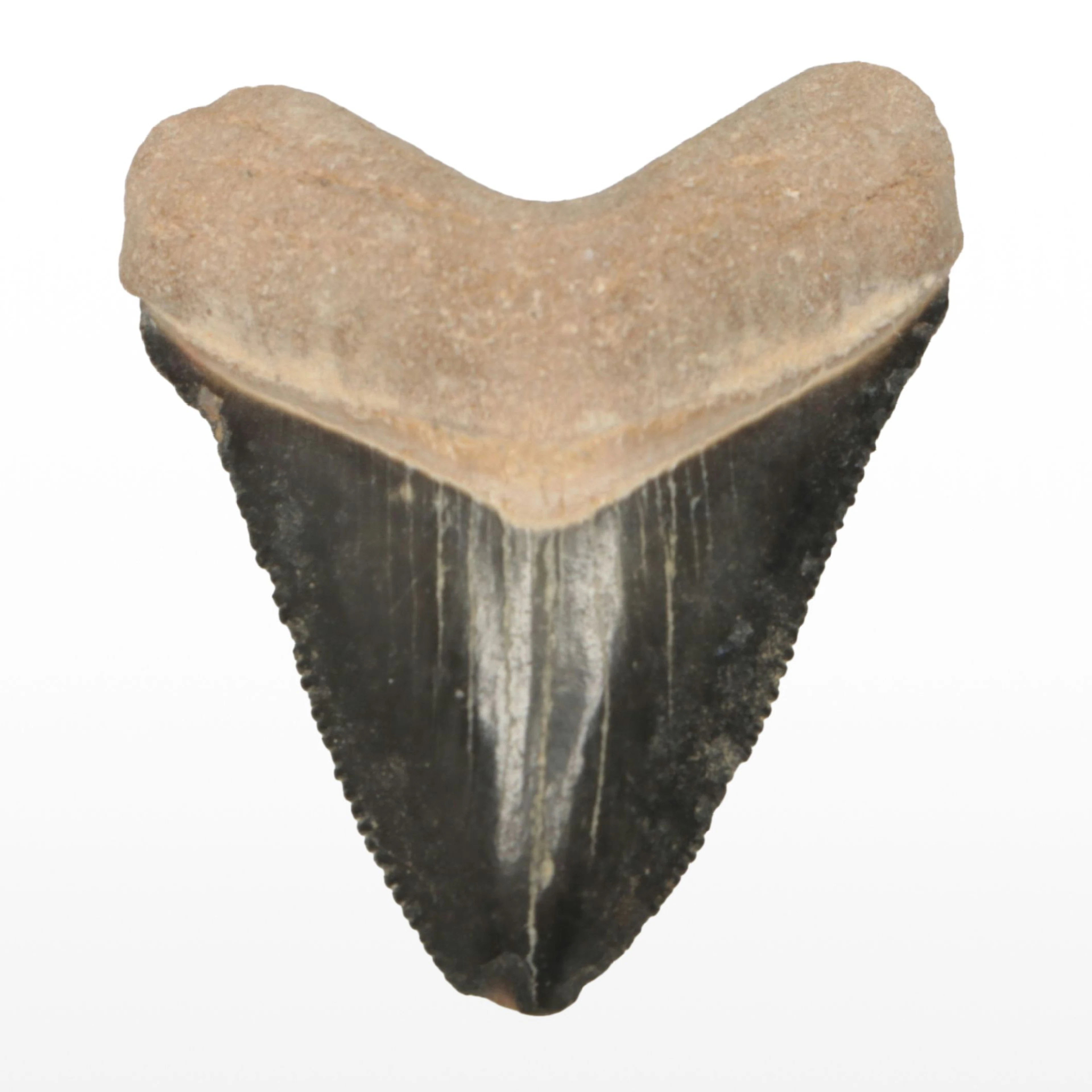Fossil Megalodon Shark Tooth