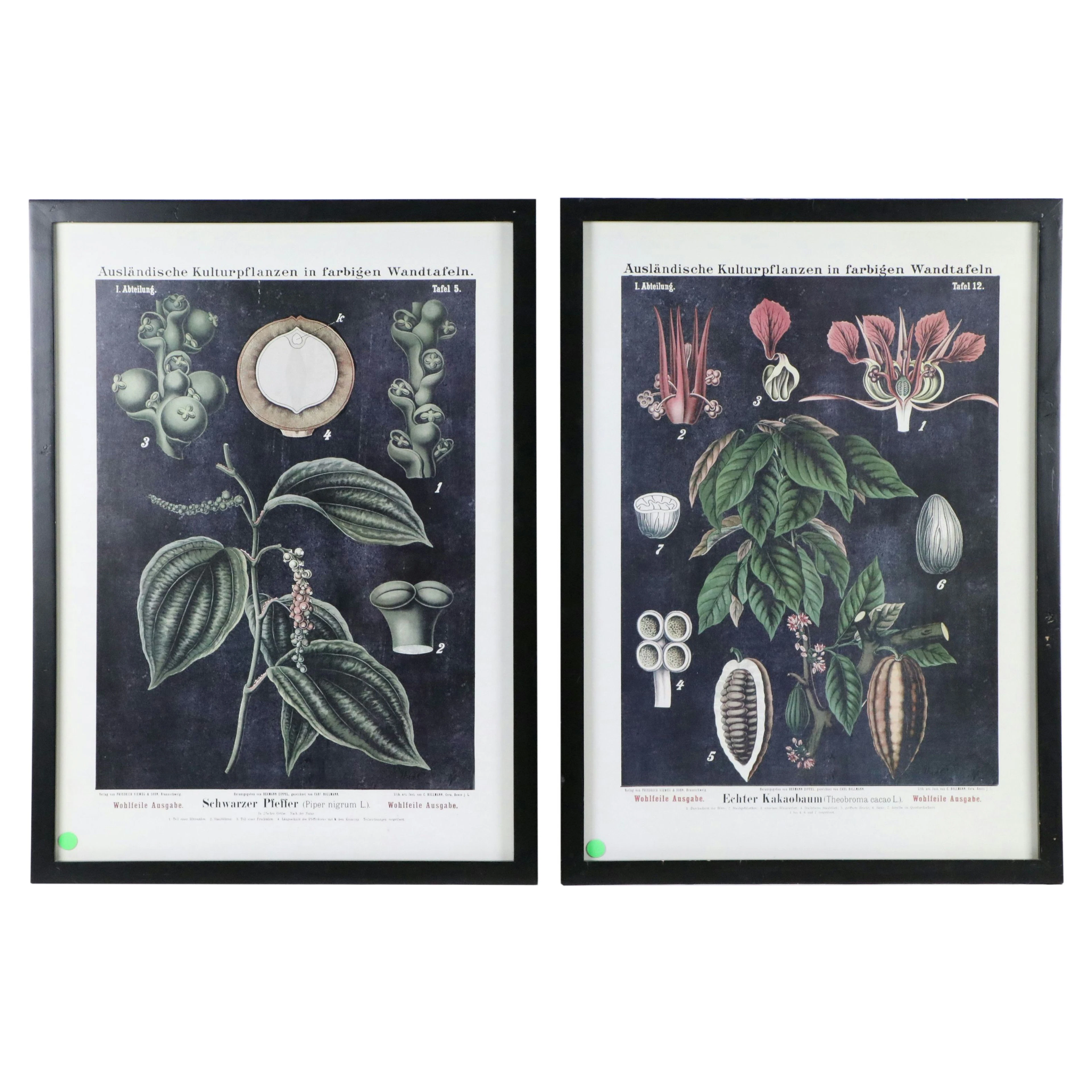 Botanical Giclée Prints After Carl Bollmann, 21st Century