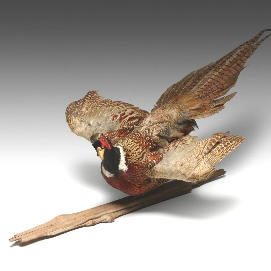 Taxidermy Ring-Necked Pheasant in Flight Mount