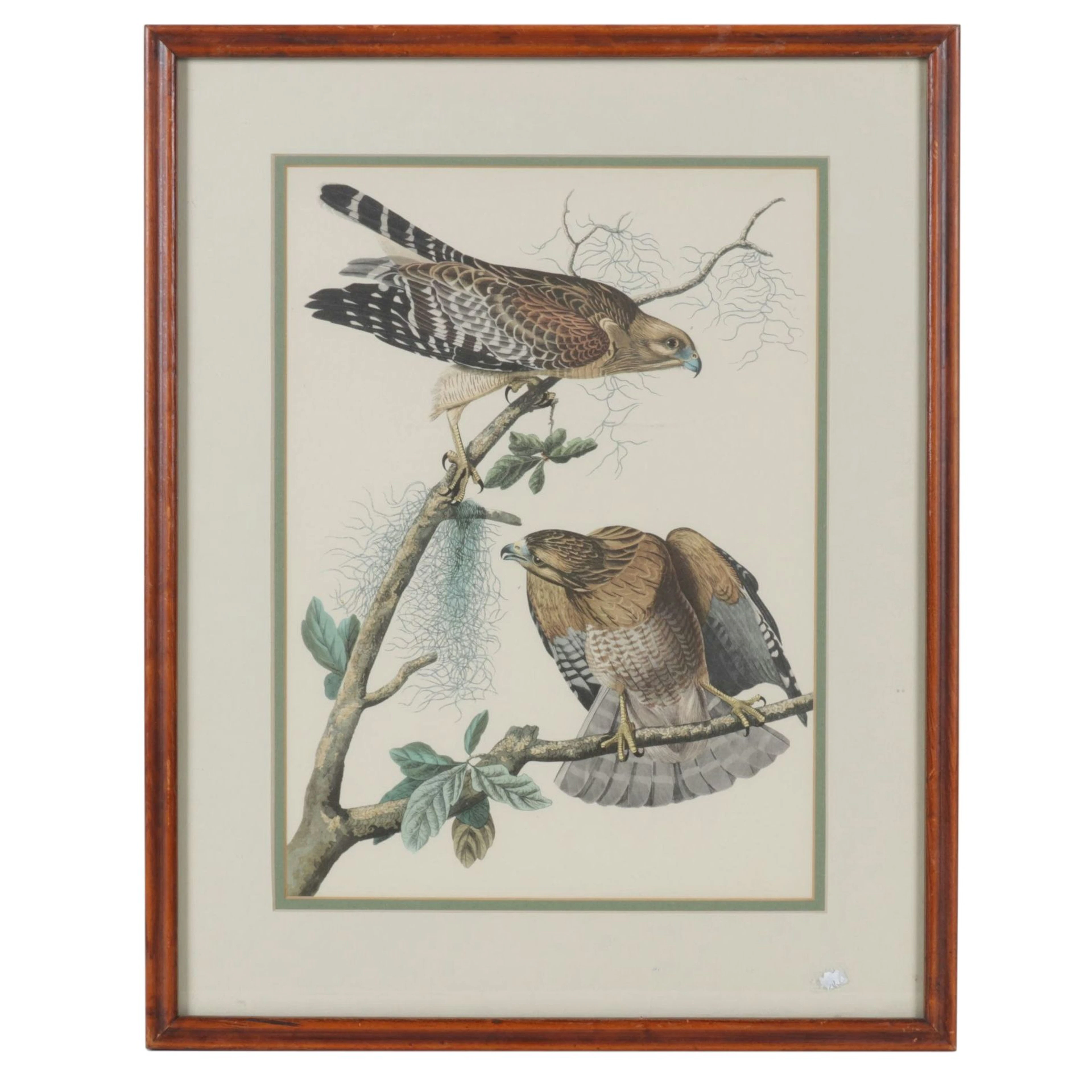Offset Lithograph after John James Audubon "Red-shouldered Hawk"