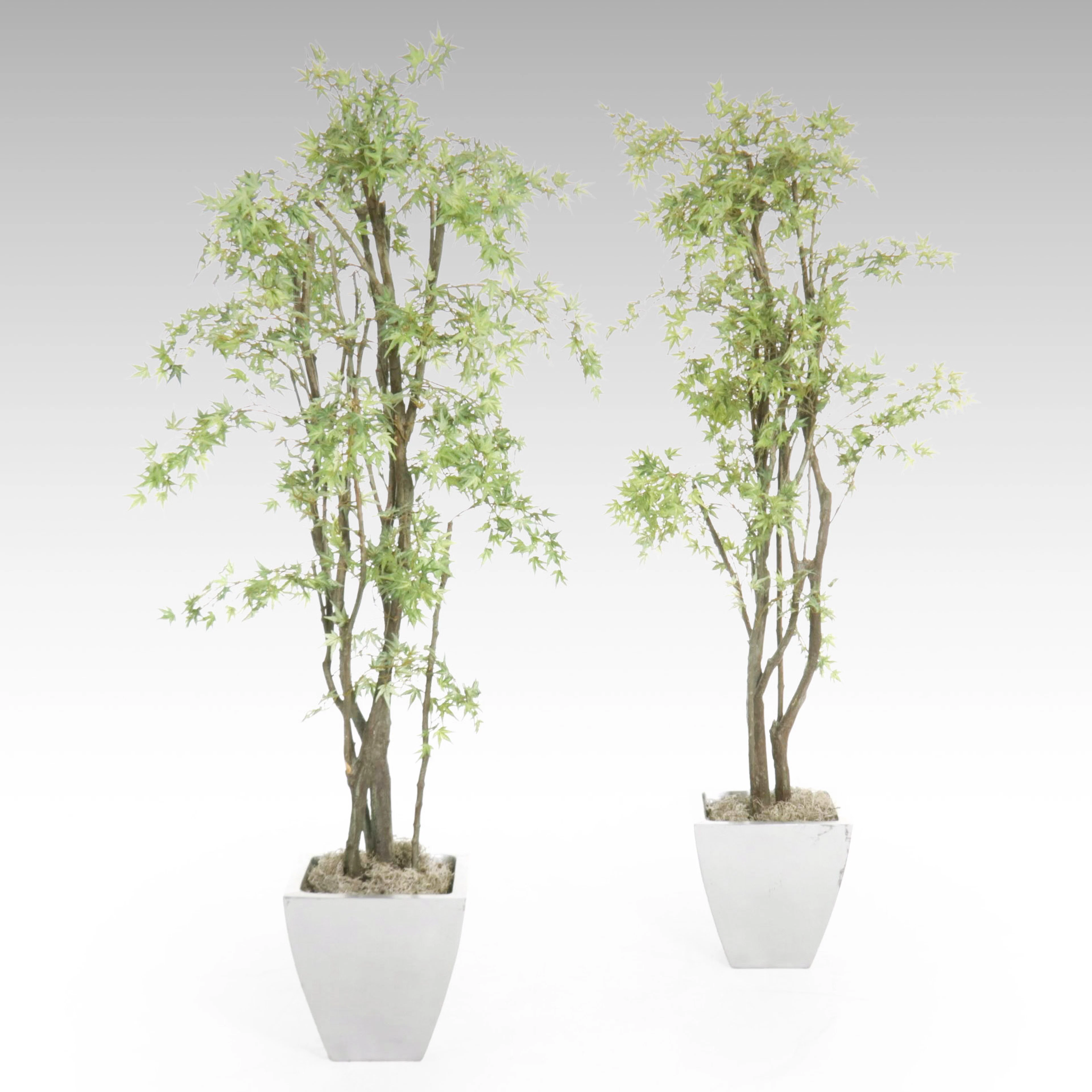 Pair of Faux Maple Trees in Planters