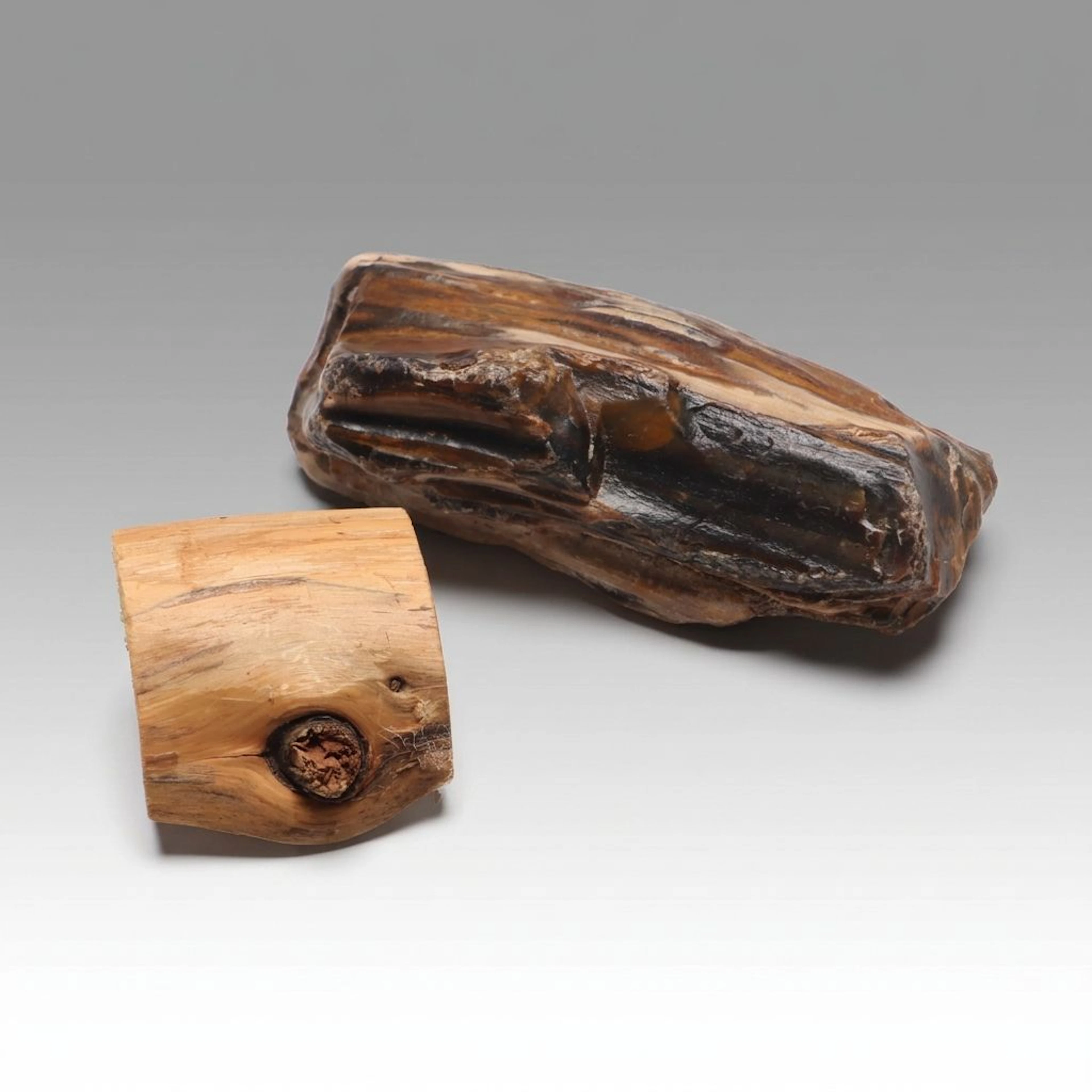 Petrified Wood Specimens