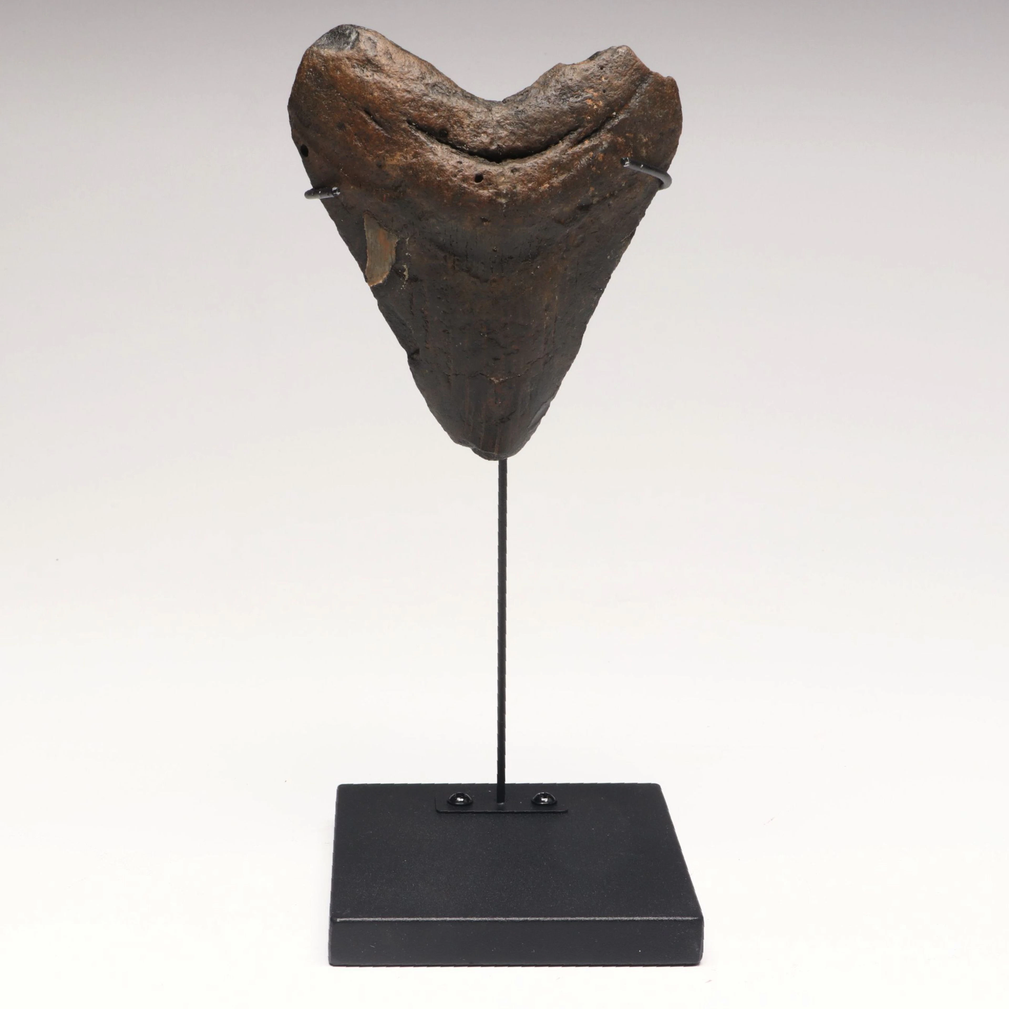 Fossilized Megalodon Tooth Specimen with Display, Miocene Era