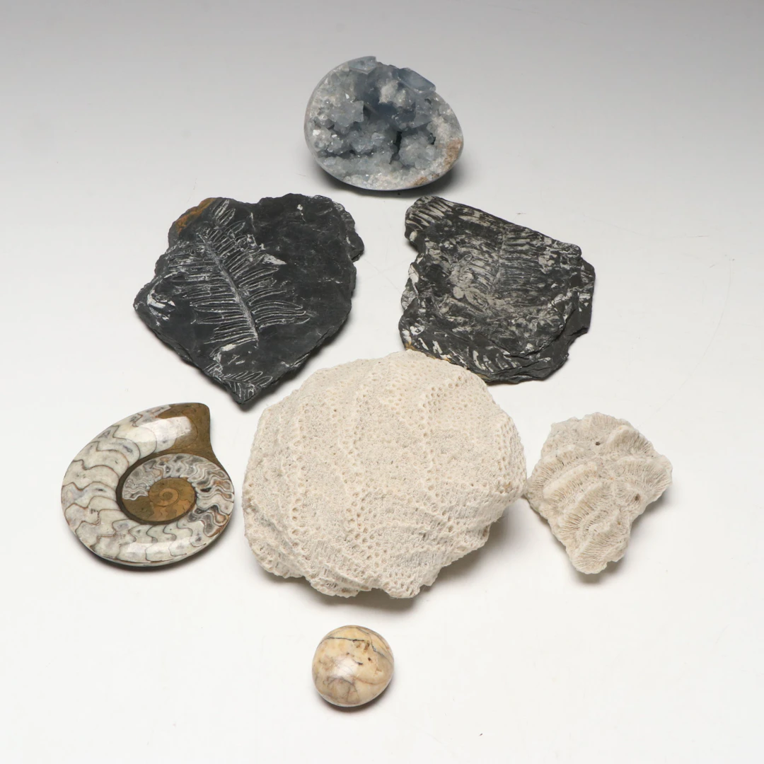 Quartz Geode with Ammonite and Fern Fossils and More Specimens