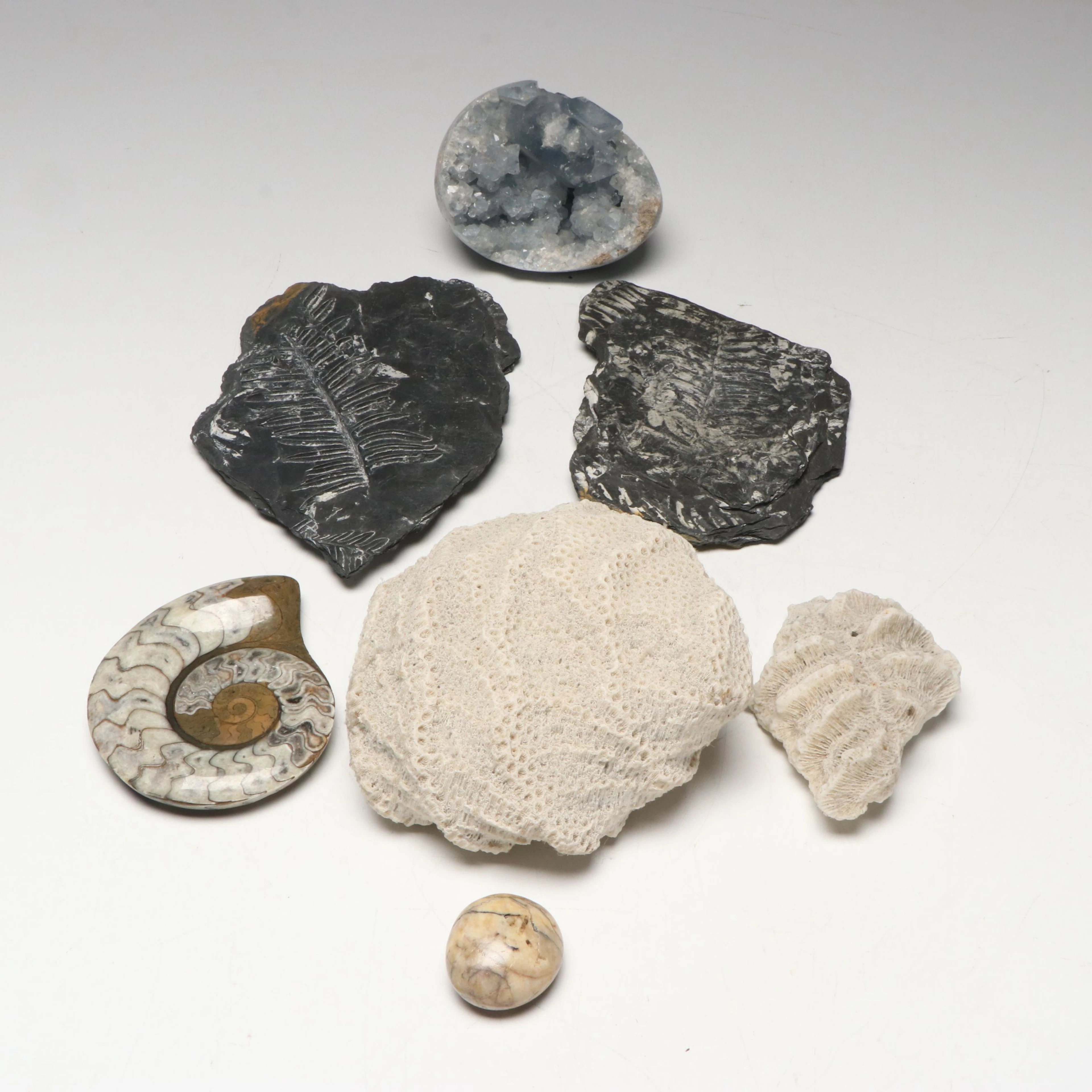 Quartz Geode with Ammonite and Fern Fossils and More Specimens