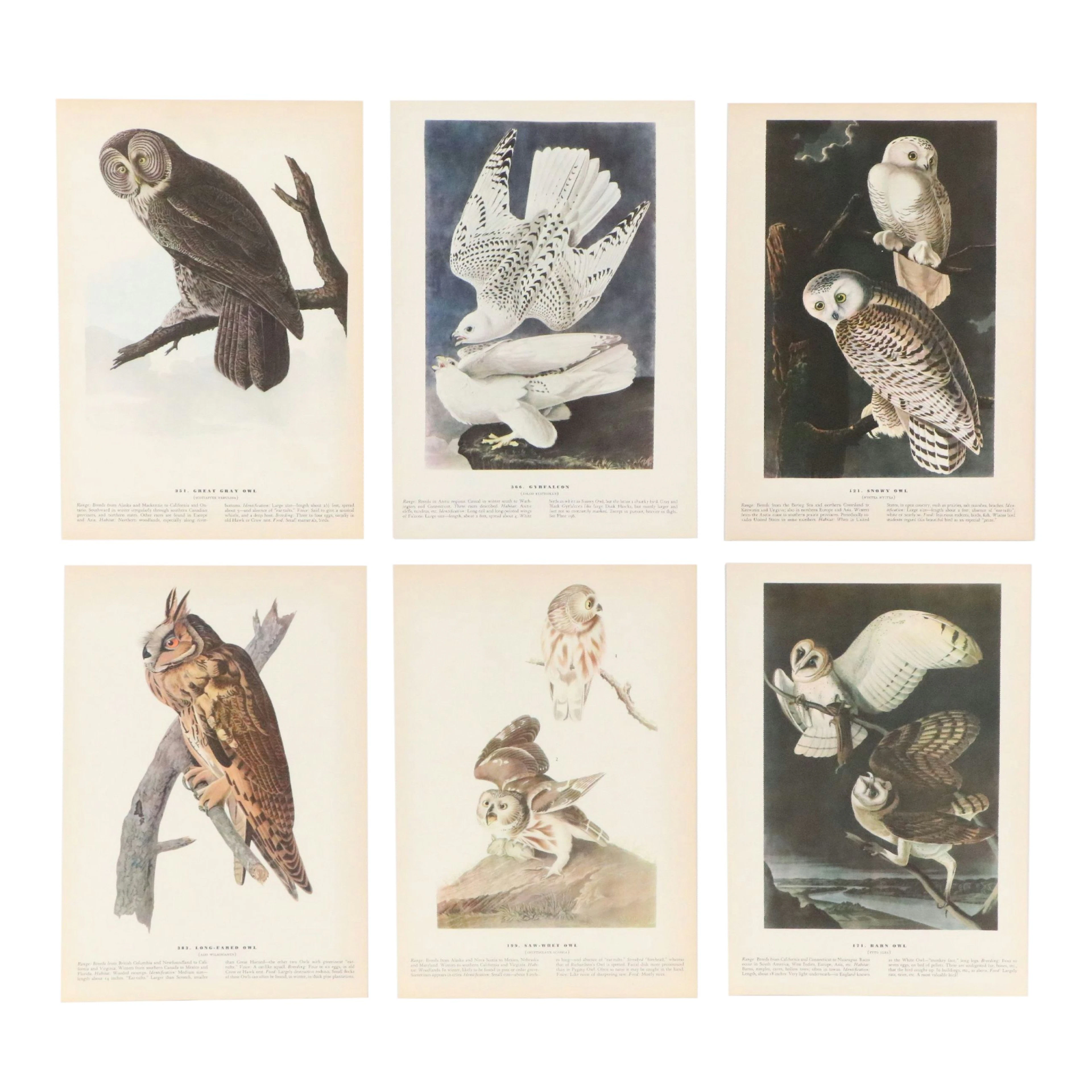 After John James Audubon Offset Lithographic Owl Book Plates