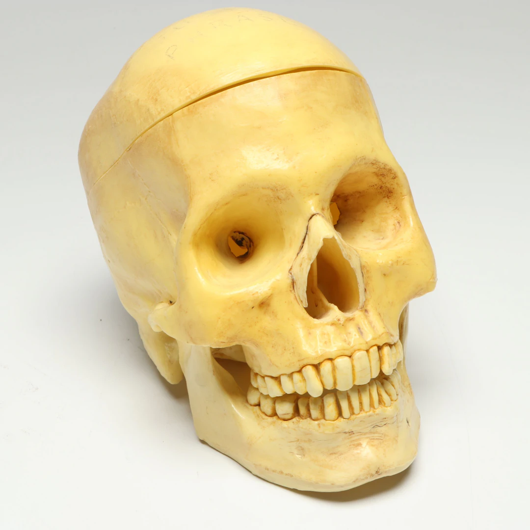 Anatomical Plastic Human Skull Model