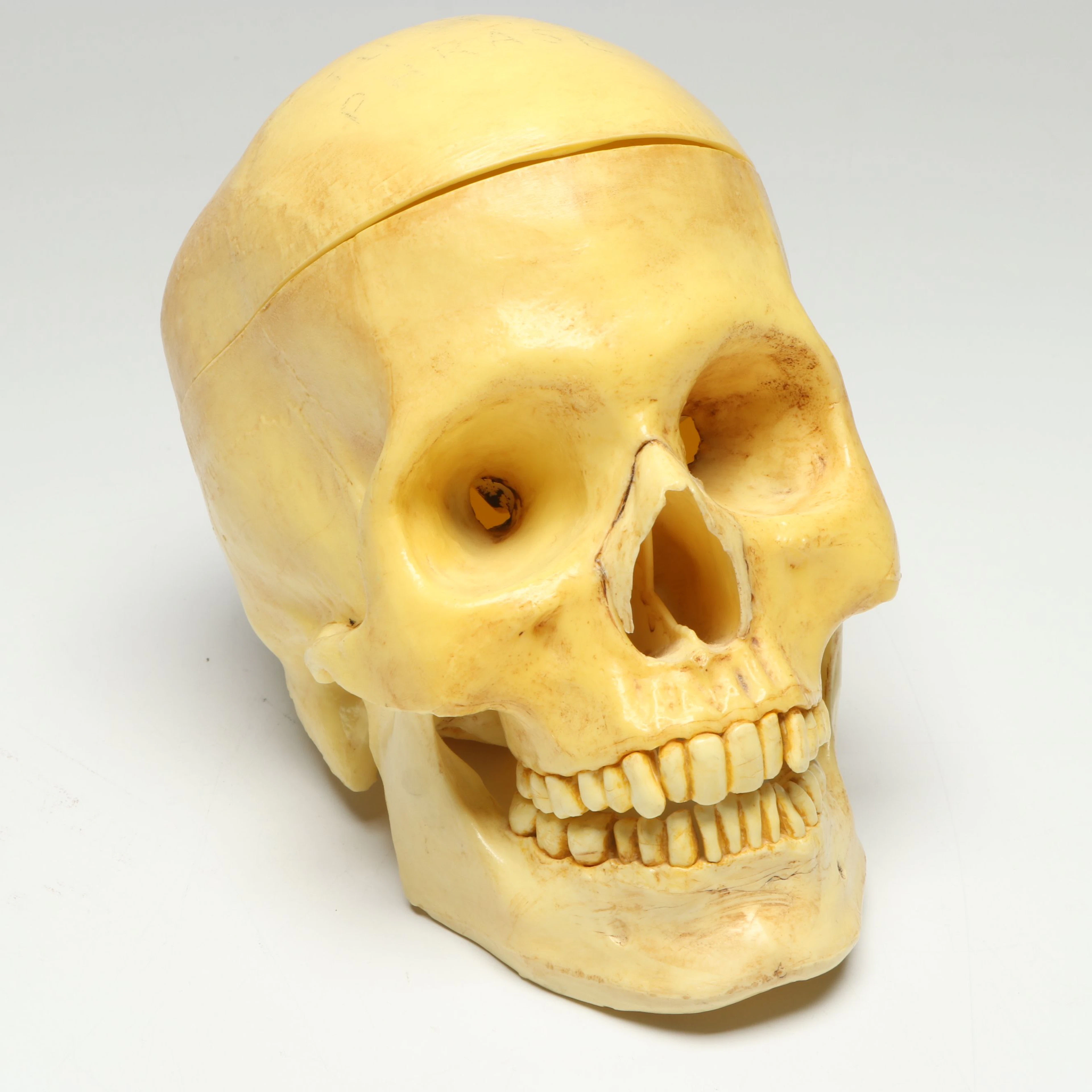 Anatomical Plastic Human Skull Model