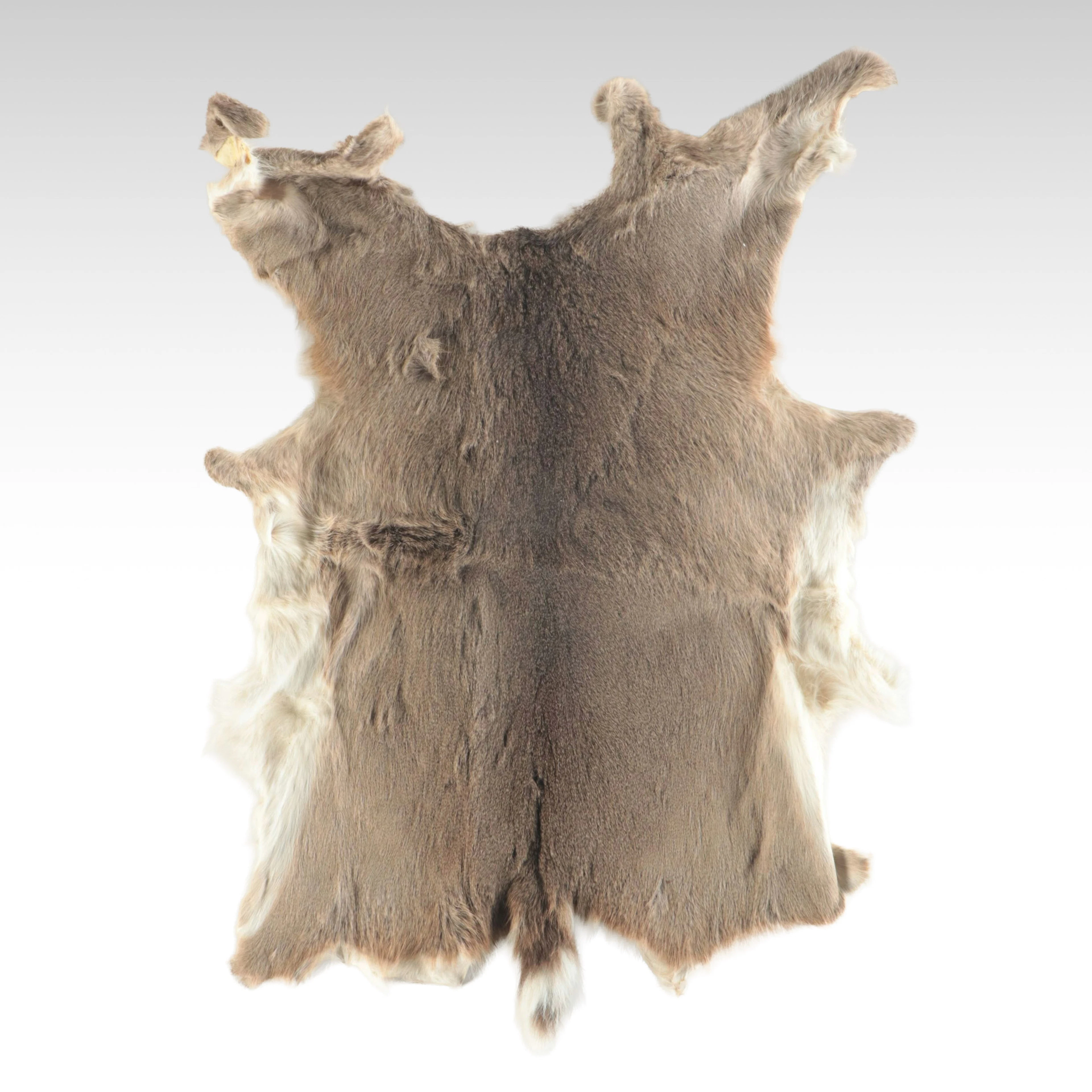 Tanned White-Tailed Deer Hide