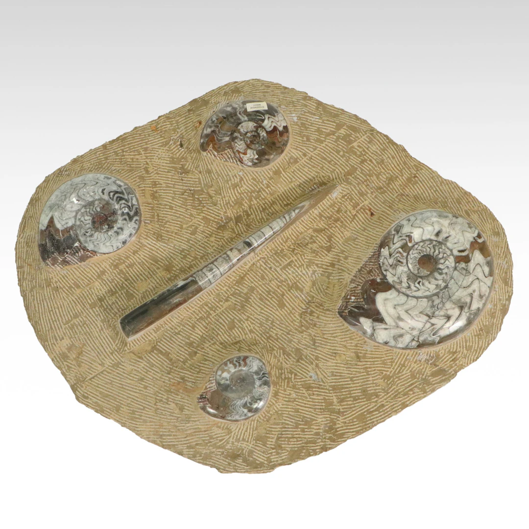 Fossil Specimen
