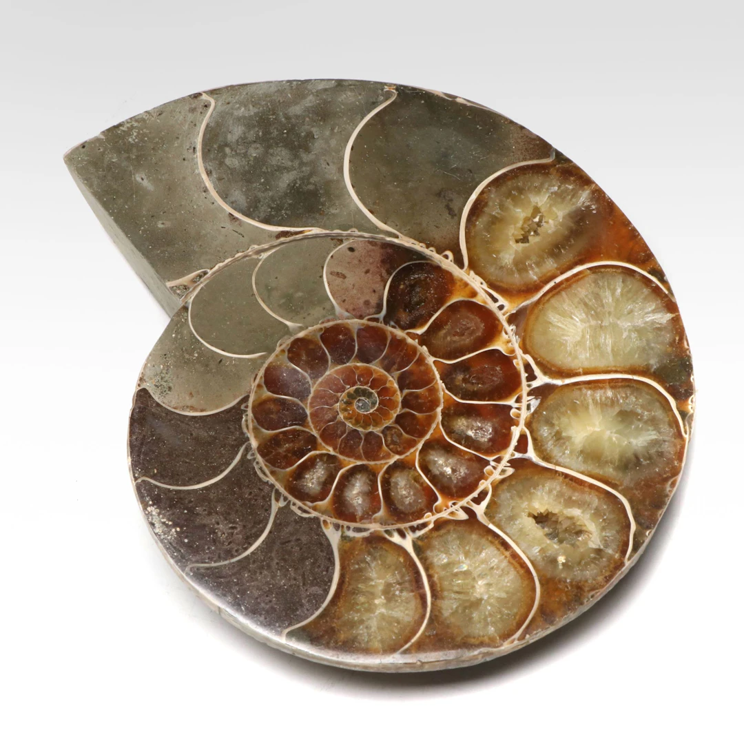 Ammonite Fossil