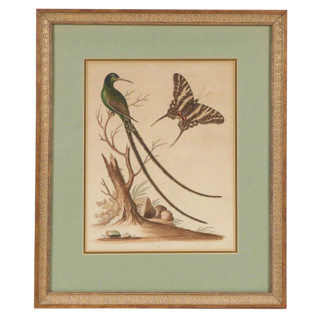 After George Edwards Hand-Colored Etching "The Longest Tailed Huming Bird"