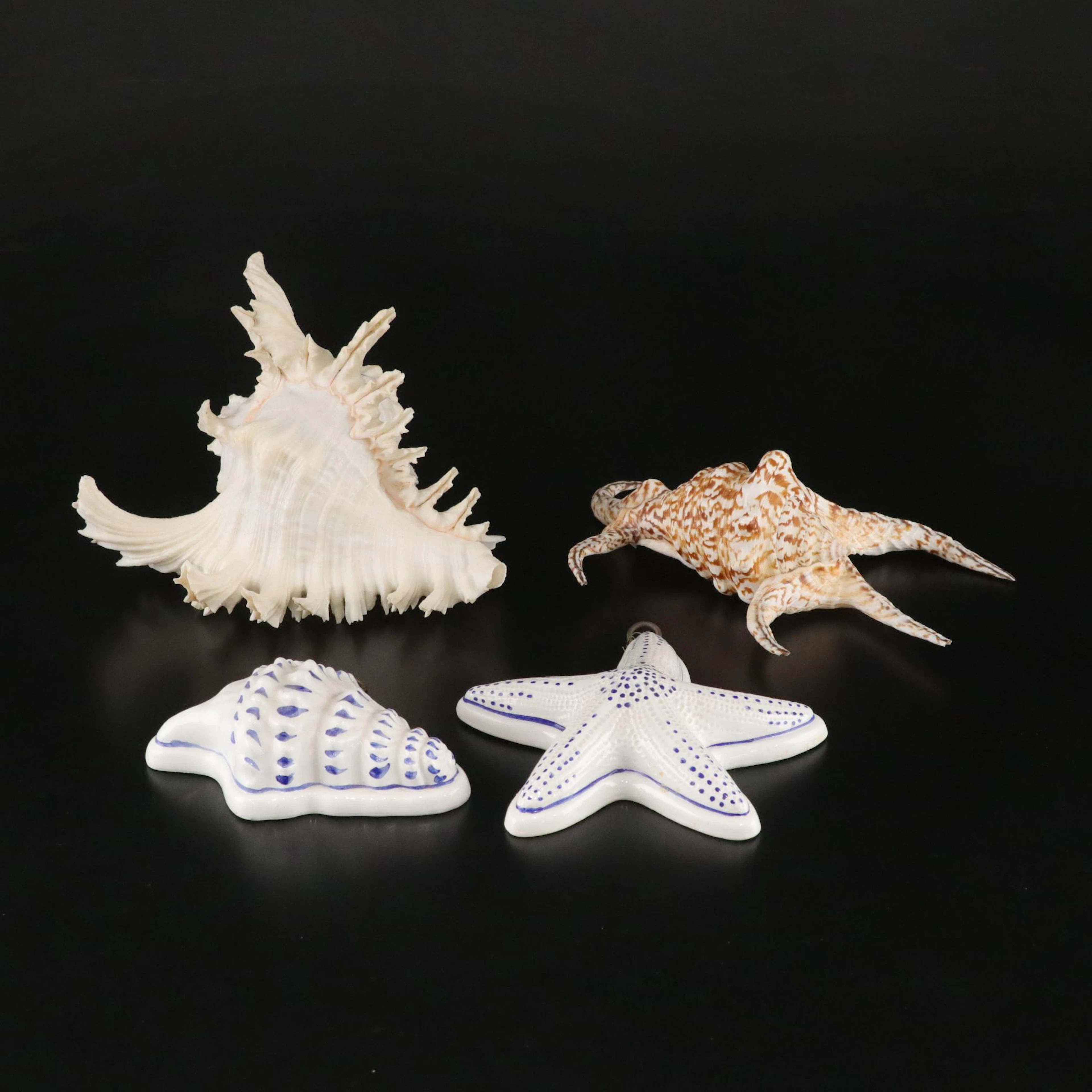 Bassano Ceramiche Nautical Wall Decor & Seashell Specimens